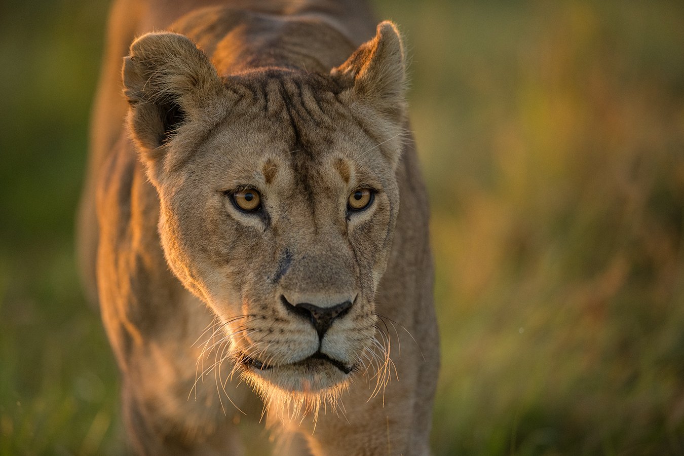 TOM_BRETSCHNEIDER_FOTOGRAFIE-Kenia-Masai_Mara-lion-CLOSE_UP.jpg