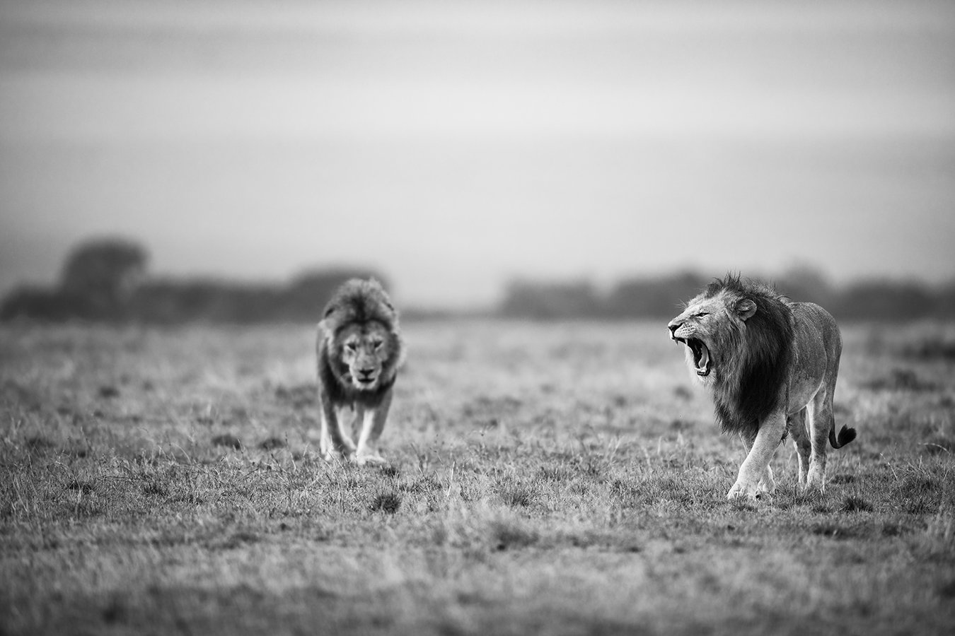 TOM_BRETSCHNEIDER_FOTOGRAFIE-Kenia-Masai_Mara-lion-NEGOTIATIONS.jpg