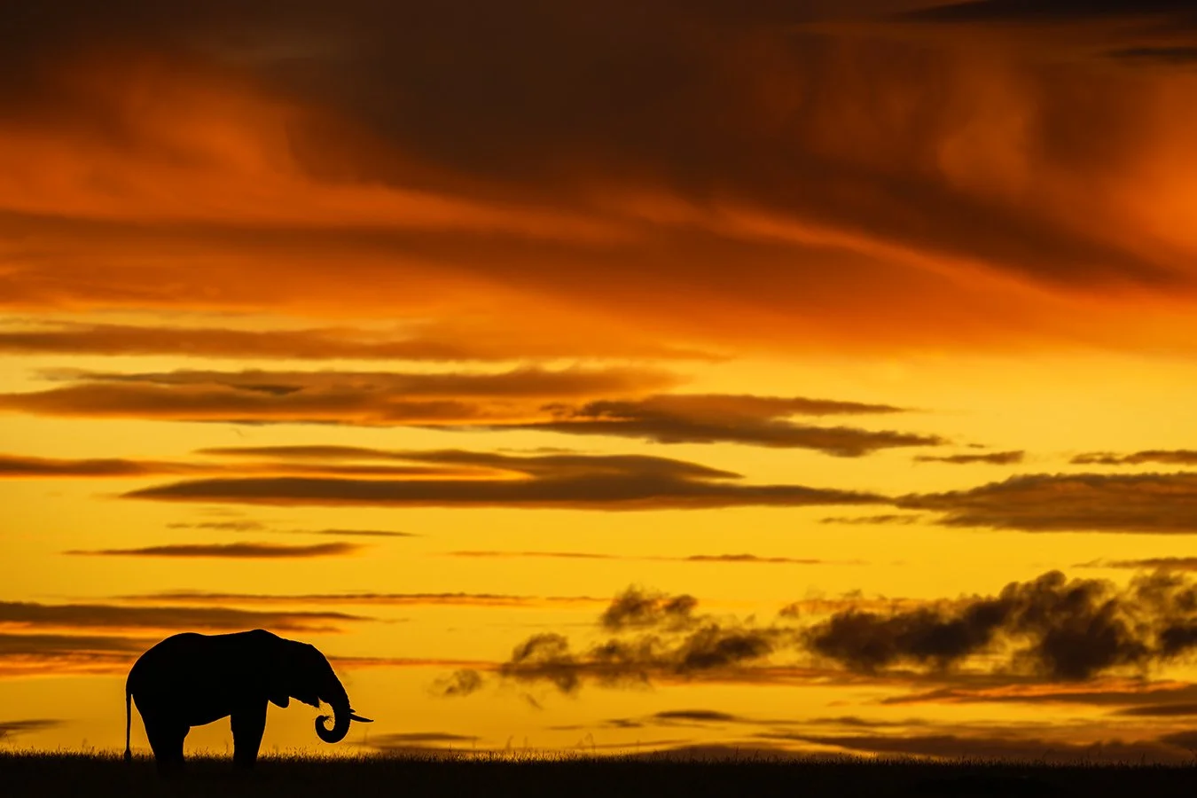 TOM_BRETSCHNEIDER_FOTOGRAFIE-Kenia-Masai_Mara-elefant-BURNING_SKY.jpg