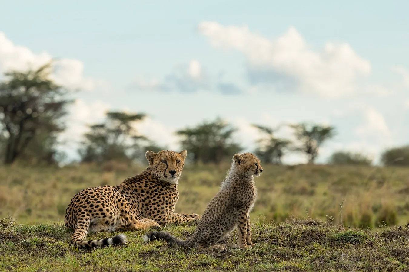 TOM_BRETSCHNEIDER_FOTOGRAFIE-Kenia-Masai_Mara-cheetah-RAISING_CHILDREN.jpg