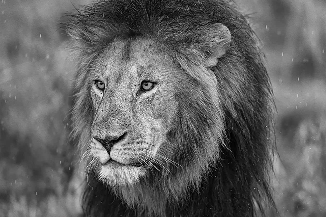TOM_BRETSCHNEIDER_FOTOGRAFIE-Kenia-Masai_Mara-lion-IN_THE_RAIN.jpg