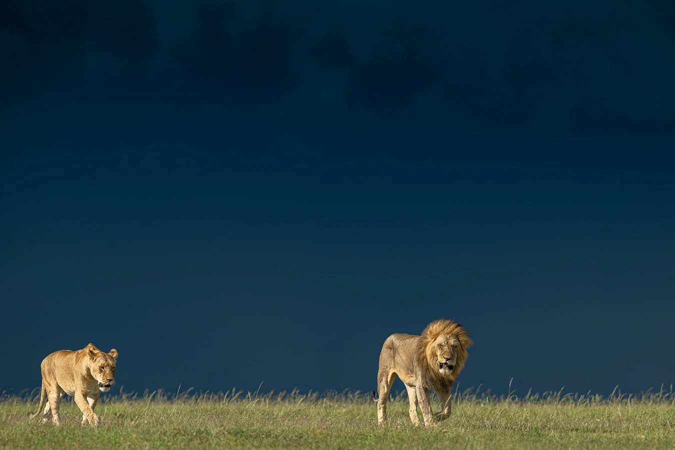TOM_BRETSCHNEIDER_FOTOGRAFIE-Kenia-Masai_Mara-lion-BEFORE_THE_STORM.jpg