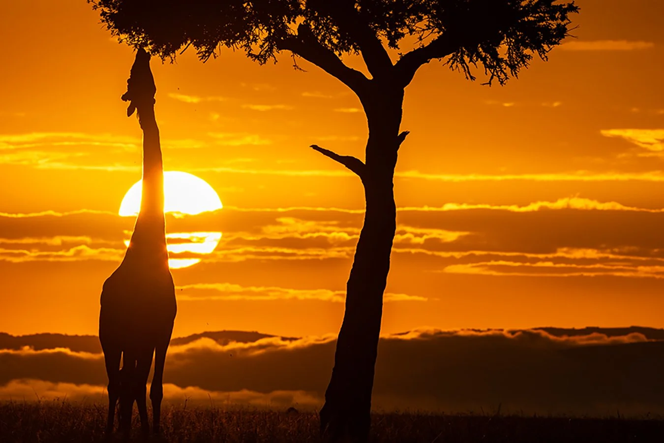 TOM_BRETSCHNEIDER_FOTOGRAFIE-Kenia-Masai_Mara-giraffe-SKY_BREAKFAST_Q.jpg