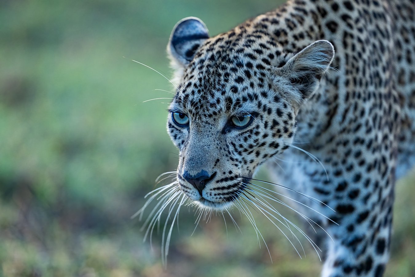 TOM_BRETSCHNEIDER_FOTOGRAFIE-Kenia-Masai_Mara-leopard-FAULU.jpg