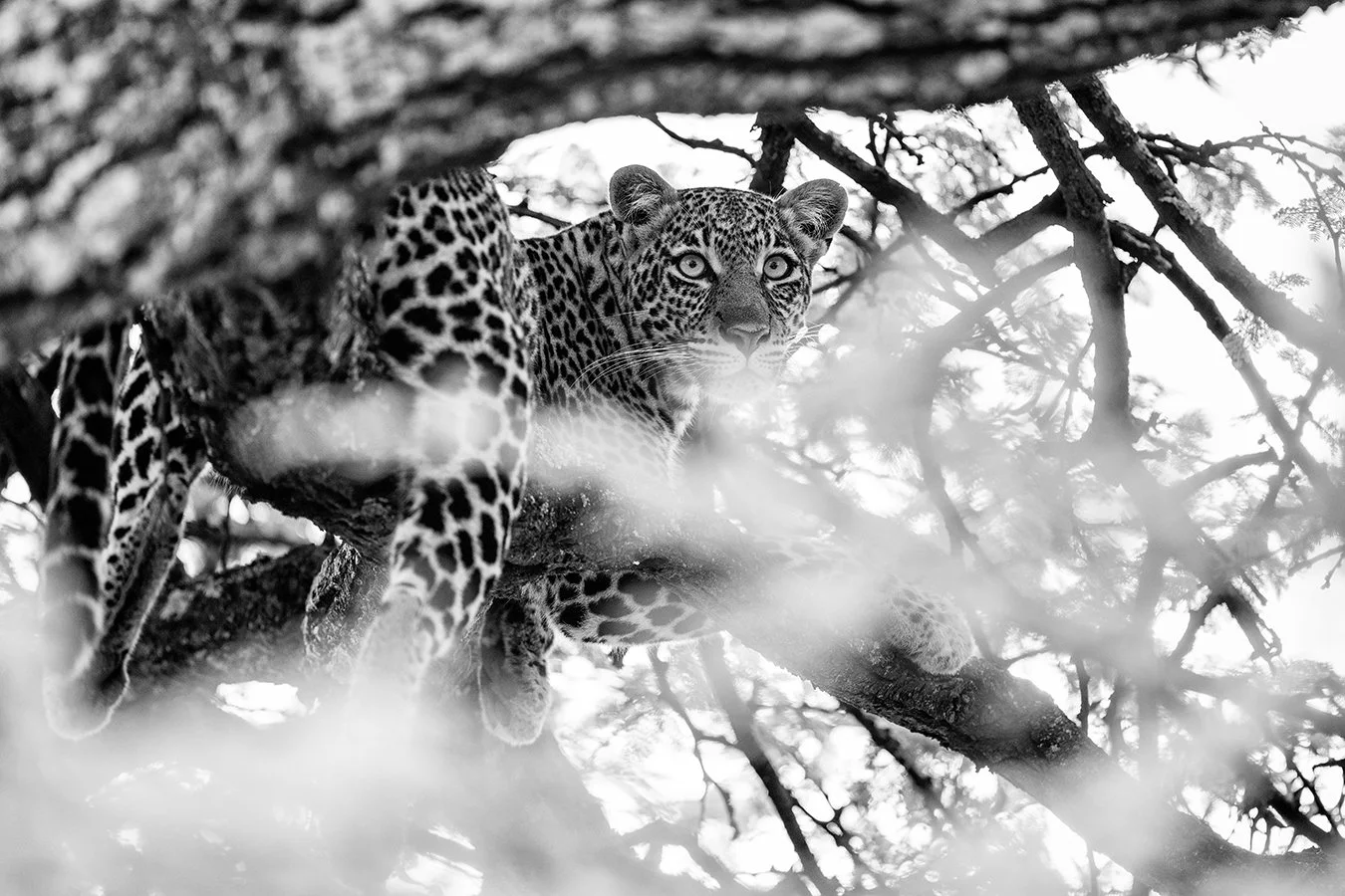TOM_BRETSCHNEIDER_FOTOGRAFIE-Kenia-Masai_Mara-leopard-LOOK_BACK.jpg
