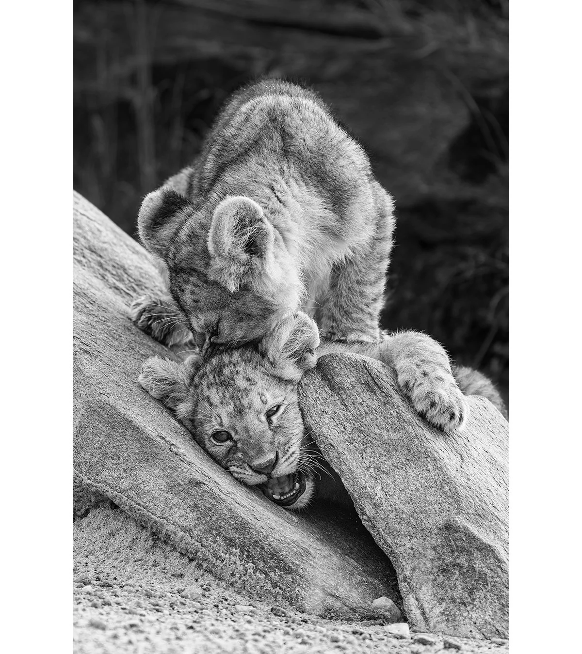 IN THE TRAP – Masai Mara - Kenia 2023- Africa - lion - TOM BRETSCHNEIDER FOTOGRAFIE