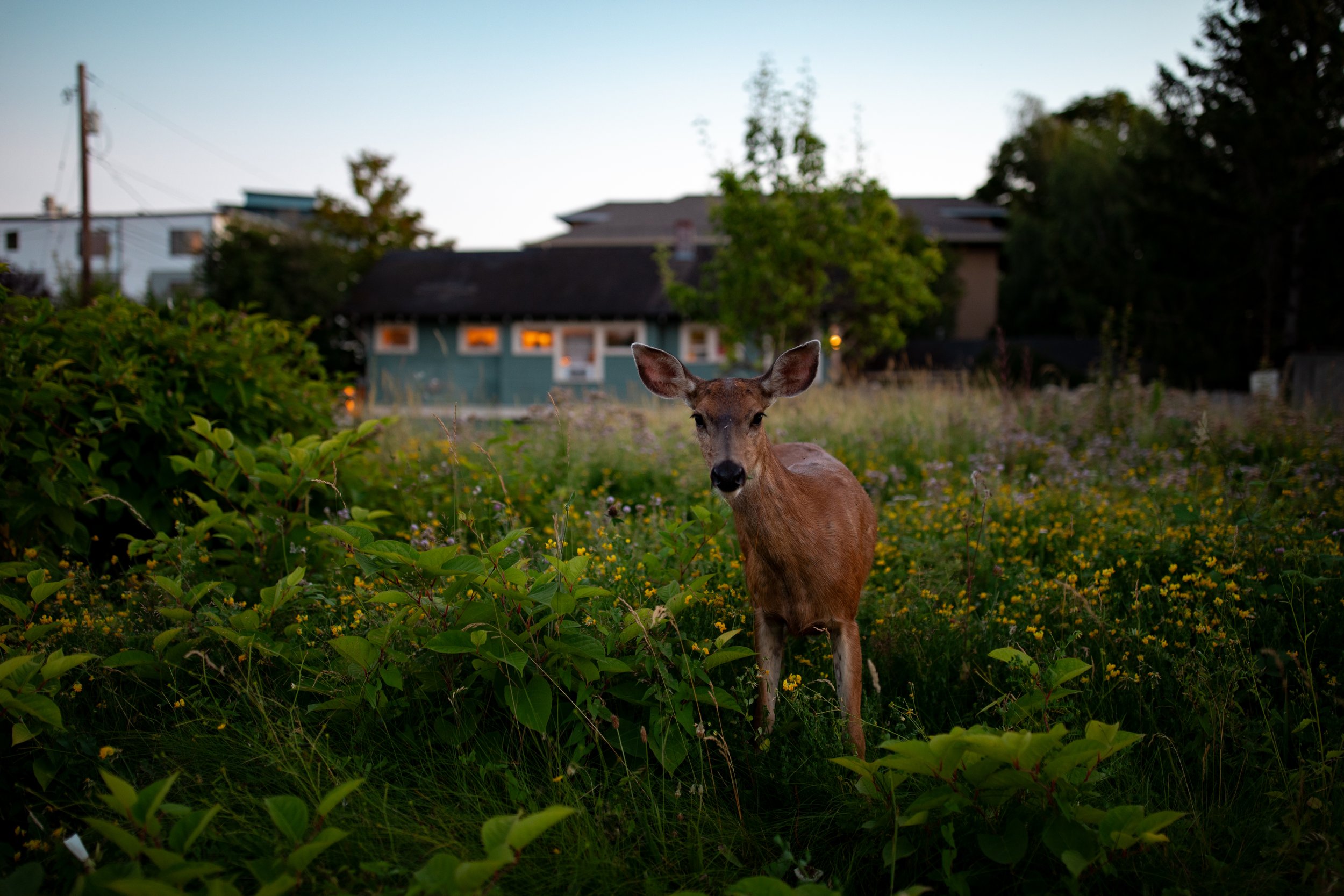 Deer at Dusk (Bellingham WA '24)