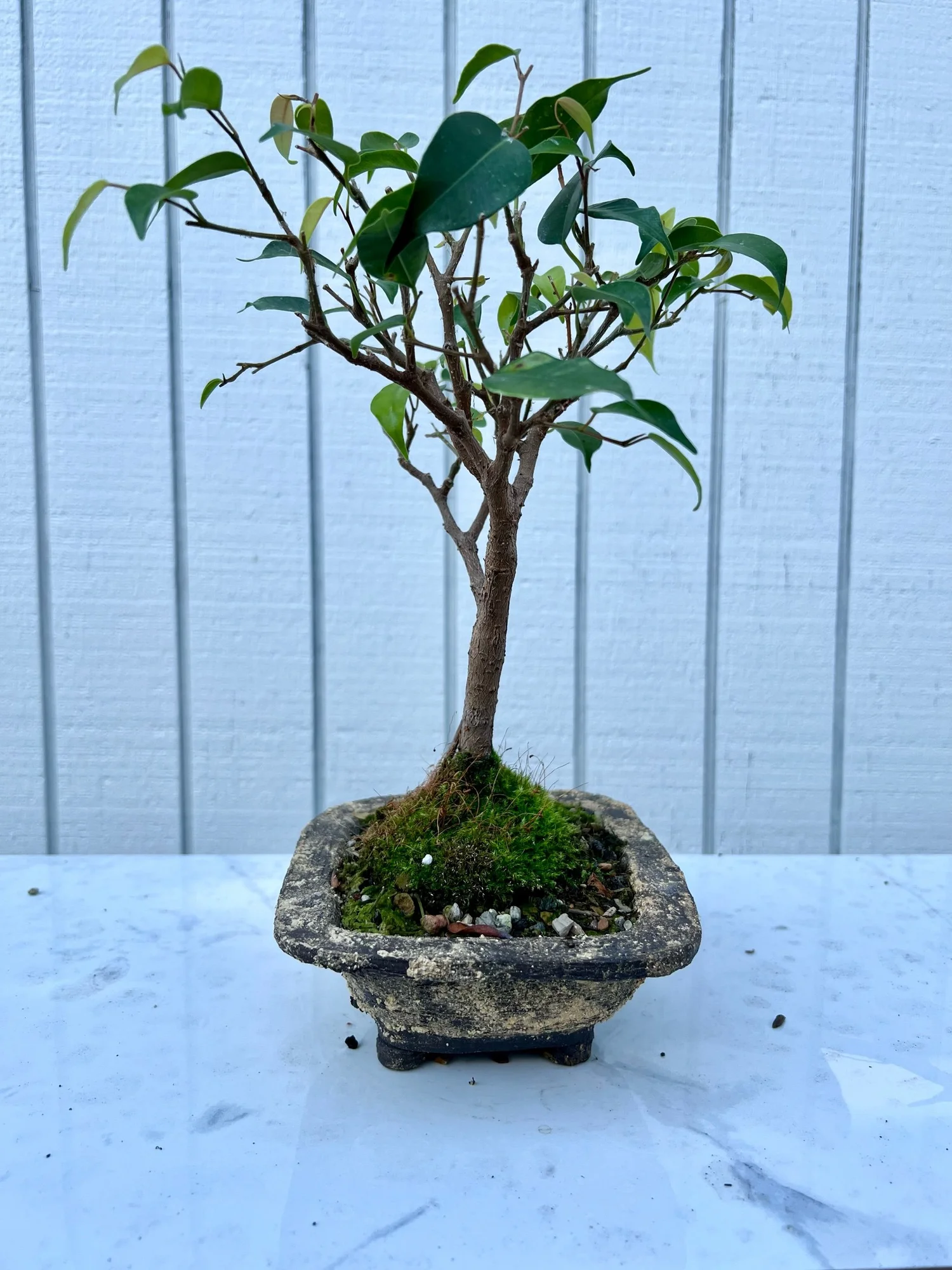 Live Tropical Ficus Bonsai Tree for Sale  Root Over Rock Ceramics