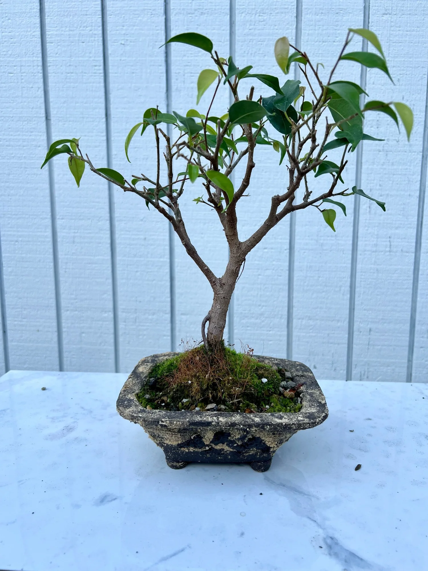 Live Tropical Ficus Bonsai Tree for Sale  Root Over Rock Ceramics