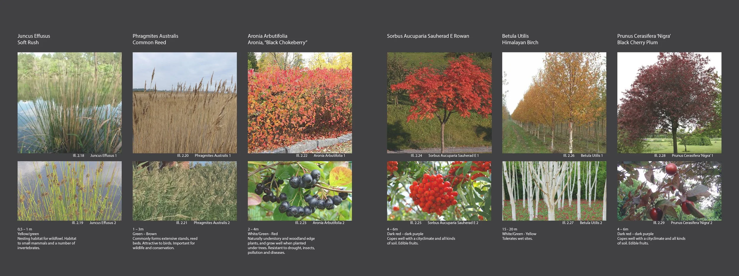 Booklet19.1131.jpg