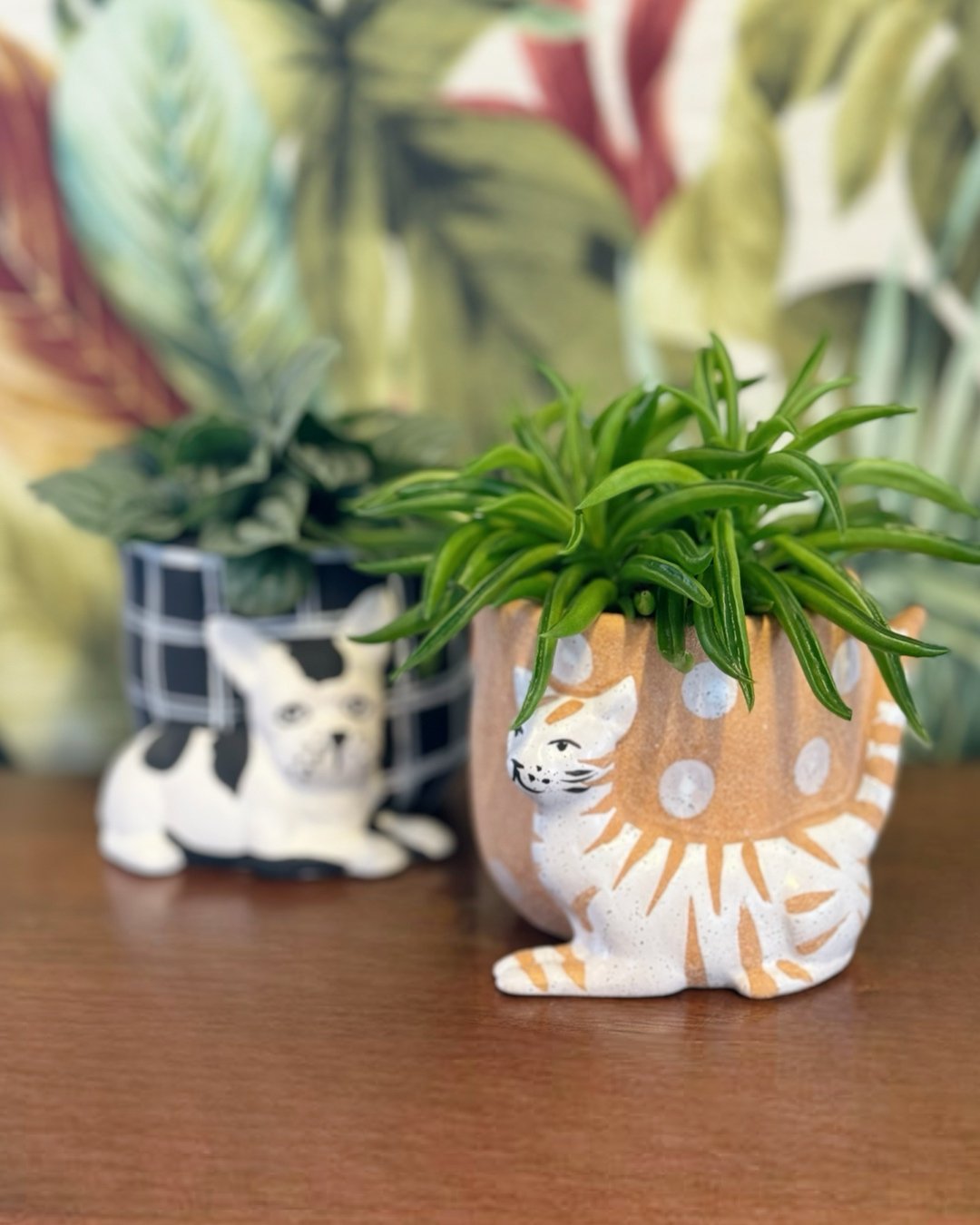 Cat or dog?😽🐾

PEPEROMIAS are one of our favourite PET FRIENDLY options.

Peperomias starting at $5.99
Cat &amp; dog pot $19.99 ea

 #plantsofinstagram #plants #plantsmakepeoplehappy #houseplants #urbanjungle #indoorplants #plantlover #tropical #ho