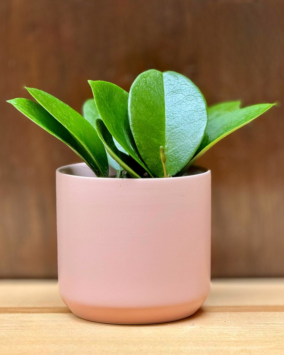 The HOYA AUSTRALIS is a collectors must.🤩
Known for its rounded oval leaves. This HOYA loves to climb. The HOYA AUSTRALIS will produce stunning fragrant white flowers.

4&rdquo; Hoya Australis $14.99

 #plantsofinstagram #plants #plantsmakepeoplehap