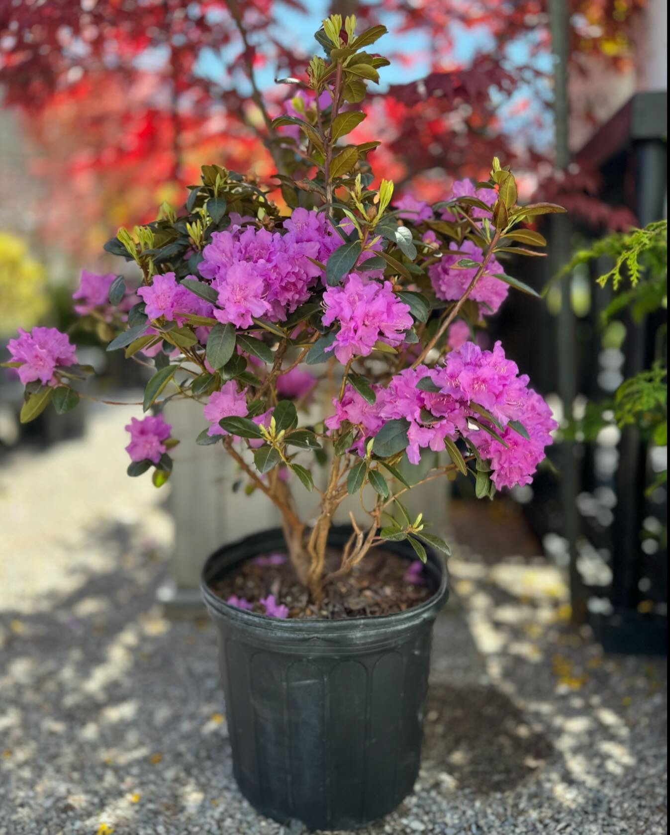 Hello RHODO.🌤️
RHODODENDRONS have arrived. 
RHODODENDRONS love dappled light. These will be happiest in afternoon shade.

RHODODENDRONS starting at $49.99

#harpersgardencentre #exploreontario #treespirit #treeoflife #treelife #treefacts #floweringt