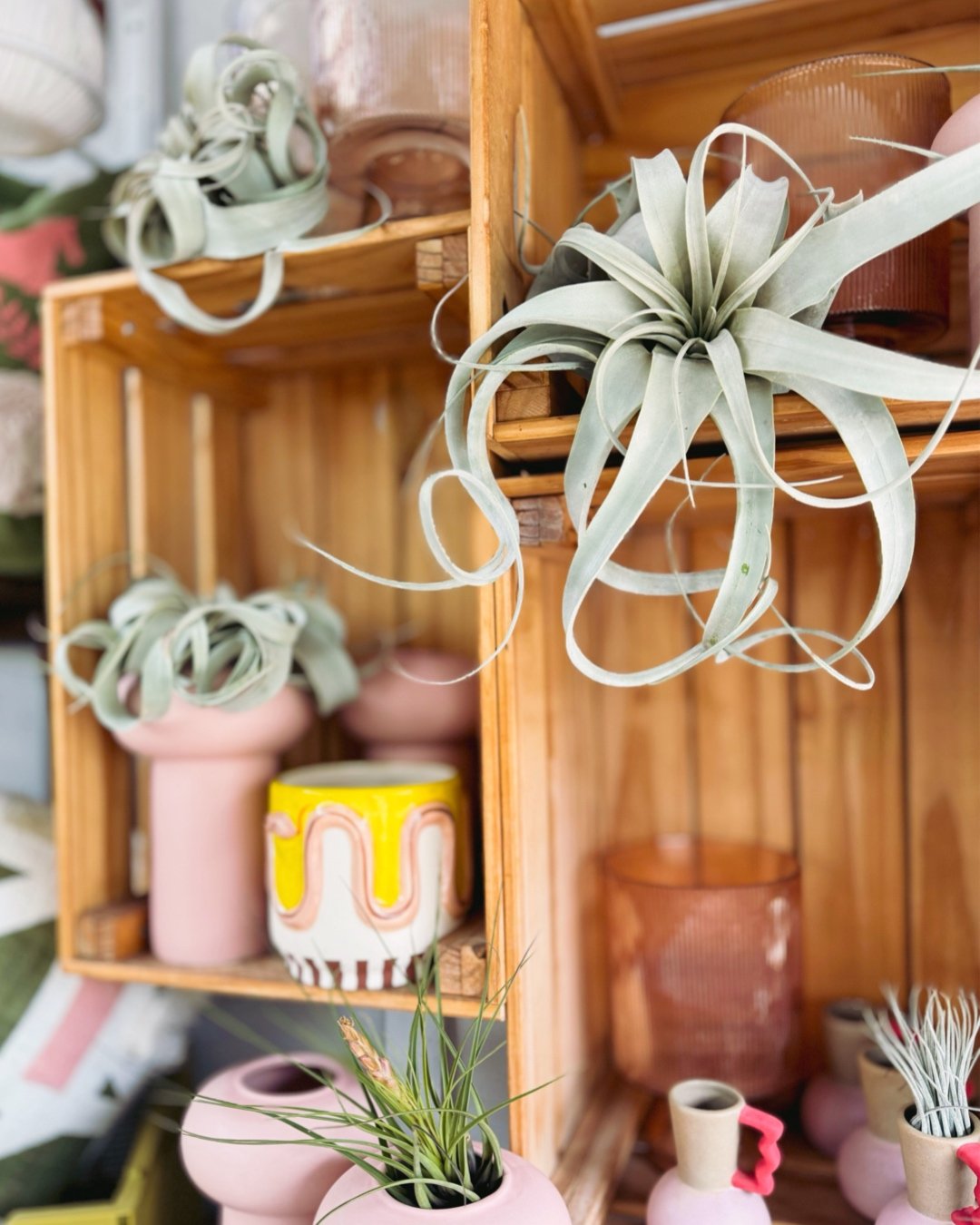XEROGRAPHICA RESTOCK!✨ This is by far one of our favourite air plants&hellip;&hellip;.
Elizabeth has put them on every shelf and ledge in the store. 💁&zwj;♀️

XEROGRAPHICA Starting at $14.99 

 #plantsofinstagram #plants #plantsmakepeoplehappy #hous