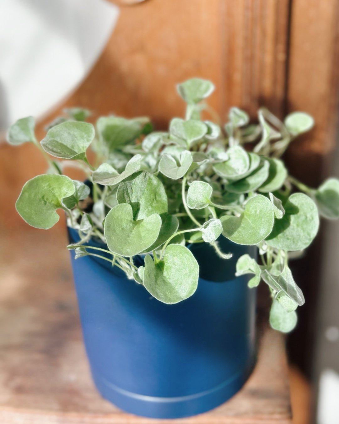 One word: WHIMSICAL.💙✨
DICHONDRA SILVER FALLS is a favourite at Harper&rsquo;s. It is so ENCHANTING. This ICONIC trailer can be seen in our annual planters and hanging baskets. Do you know you can also grow these SILVER FALLS INDOORS?
Be sure to kee