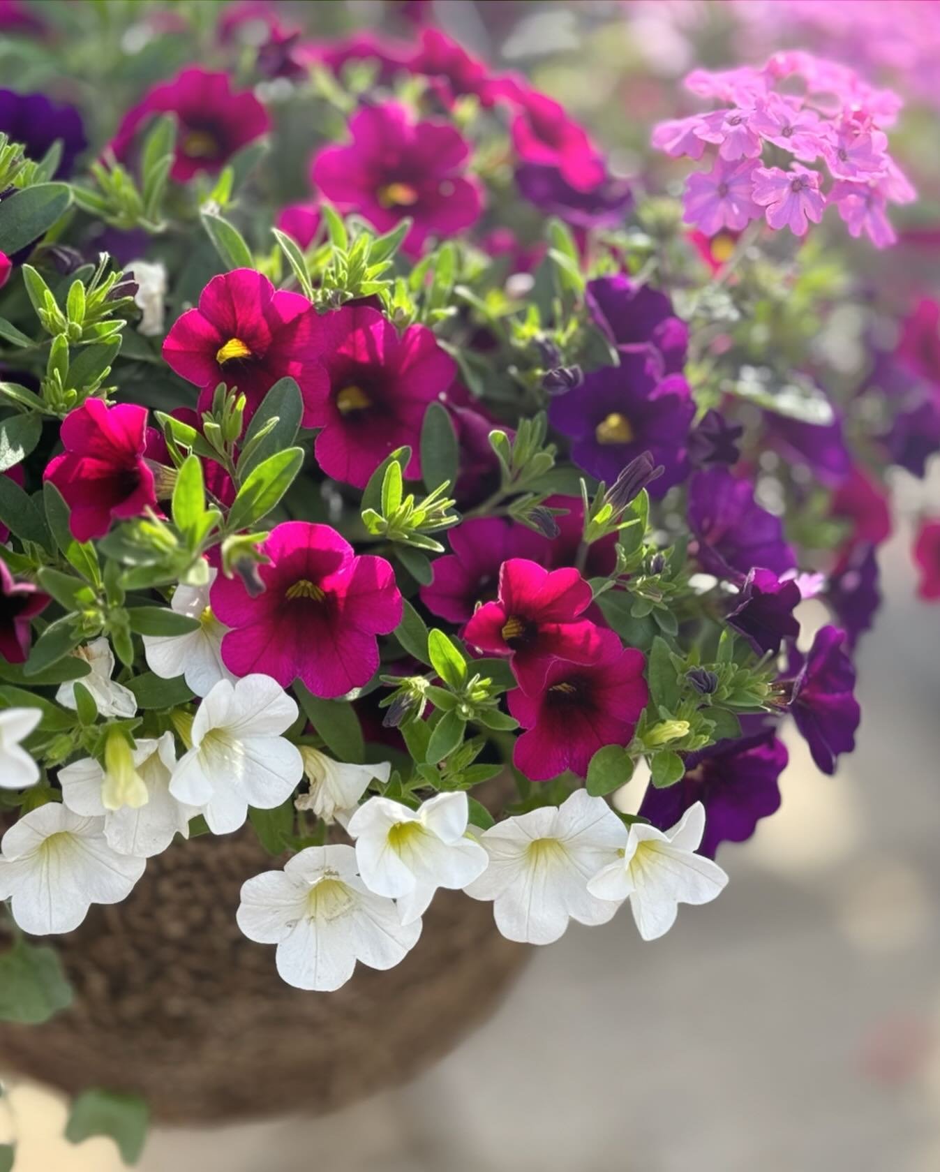 You had me at MILLION BELLS.🌸🌞🦋
Also known as Calibrachoa. This annual does best in the afternoon sun.
Why we love it:
1. It attracts hummingbirds and butterflies 
2. It is self dead heading 
3. It will bloom all season long 

#tropicalplants #pla