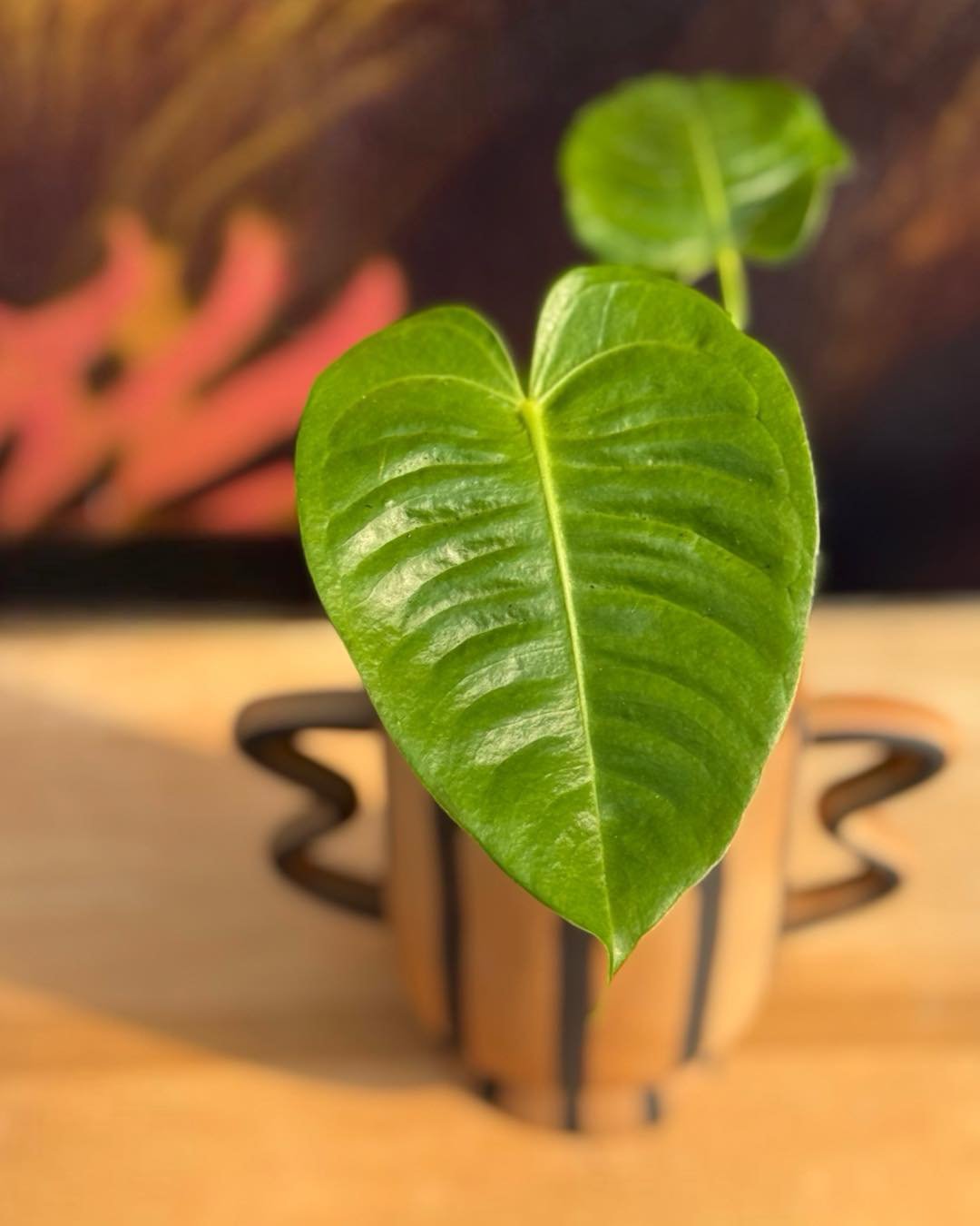 The 👑KING IS BACK👑. The ANTHURIUM VEITCHII KING is the true king of the castle. 
Like most royalty this KING is particular with its needs, use a well draining aroid soil mix. Keep in a bright indirect light. 

Anthurium Veitchii King 
4&quot;$29.99
