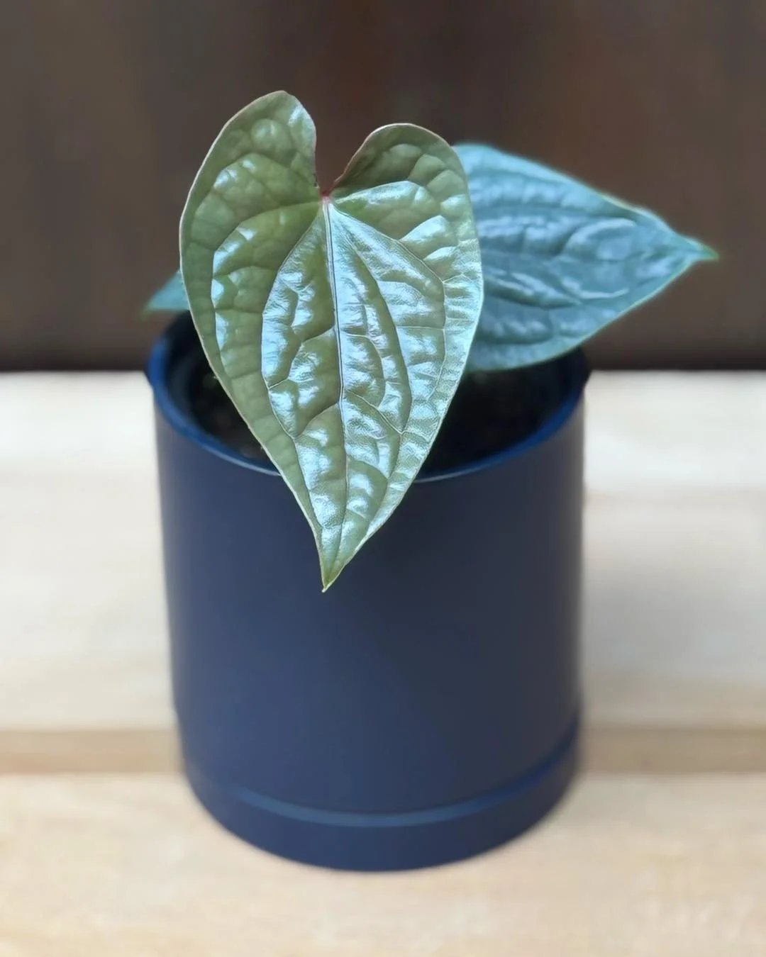 I&rsquo;m a PRECIOUS METAL💍🩶&hellip;but I am also known as an Anthurium Luxurians Silver Platinum. I&rsquo;m a good investment💁&zwj;♀️😂. 
Like most Anthuriums it is best to use an aroid soil mix. Keep in bright indirect light, humidity is key.

A