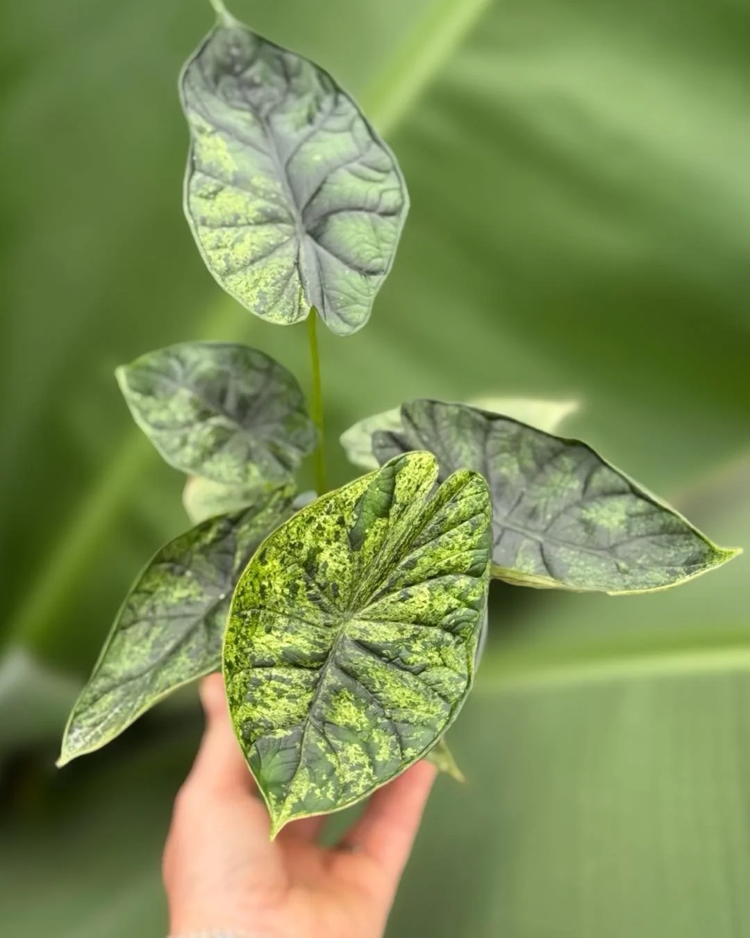 I'm a ✨BREATH OF FRESH AIR✨&hellip;I am MINTY FRESH💚. I am an ALOCASIA DRAGON SCALE MINT and yes, I can be DRAMATIC🙃.
Alocasias do best in humid environments. Place in bright indirect light. Water when the top inch of the soil is dry to the touch 
