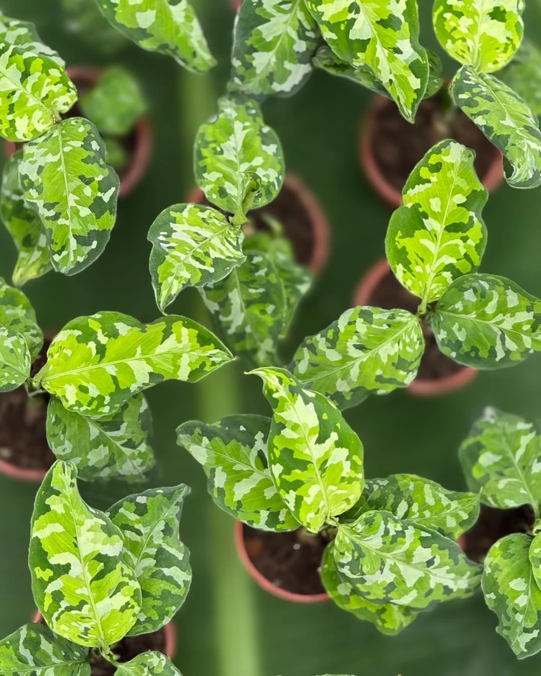 I am so 😎STEALTH, my foliage helps me hide. It’s BACK… the ✨Aglaonema Pictum Tricolor✨
3”$19.99
#tropicalplants #plantsofinstagram #plants #plantsmakepeoplehappy #houseplants #urbanjungle #indoorplants #plantlover #tropical #hou
