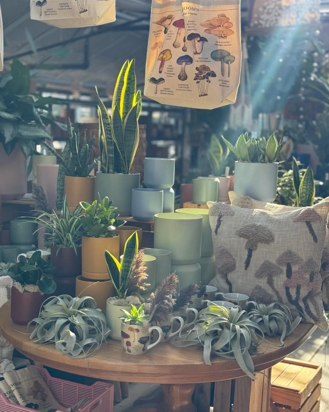 Current morning vibe🍄🩷☀️
#tropicalplants #plantsofinstagram #plants #plantsmakepeoplehappy #houseplants #urbanjungle #indoorplants #plantlover #tropical #houseplantclub #rareplants #plant #houseplantsofinstagram  #indoorpots #aroid #plantaddict #t