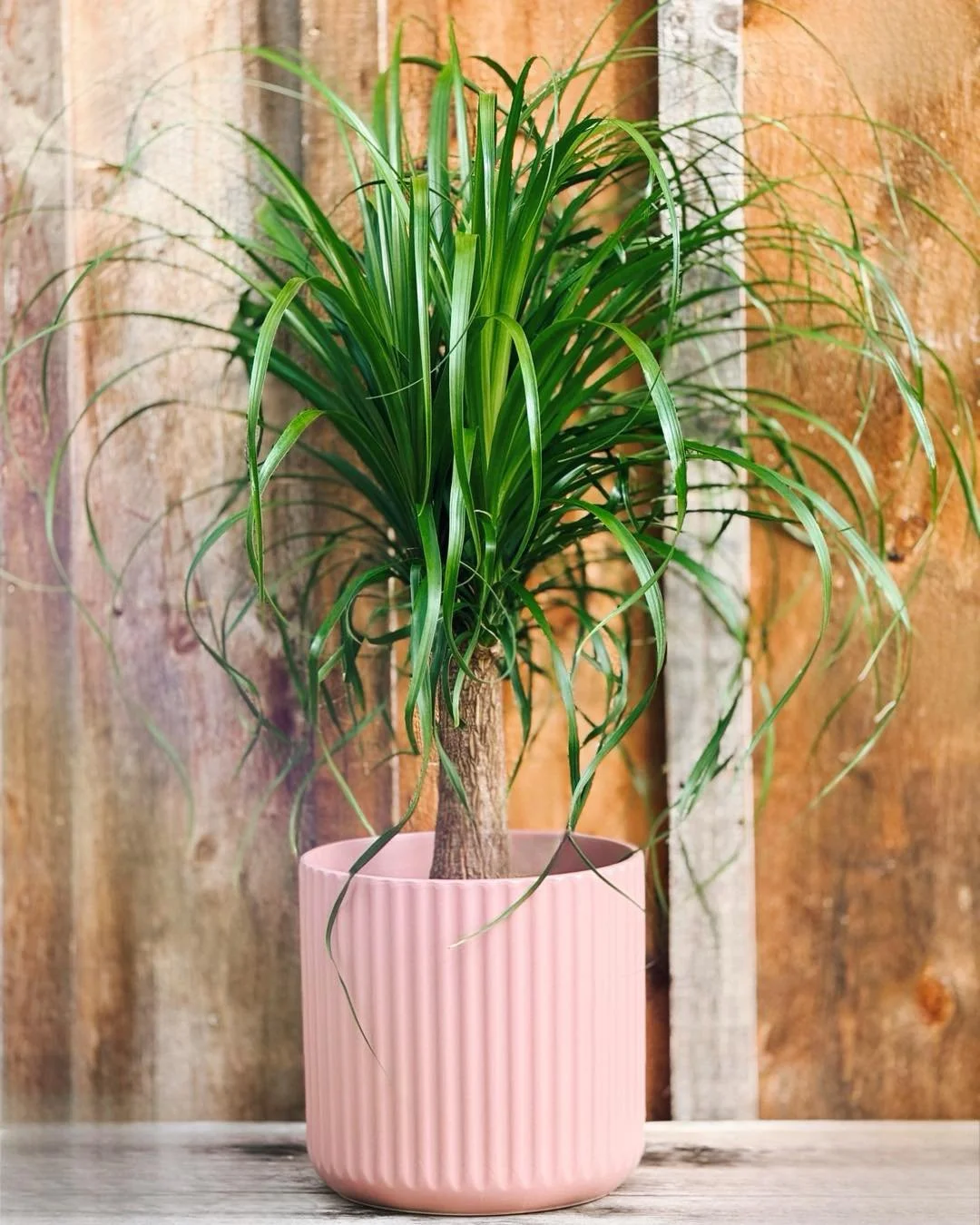 I was VOTED BEST HAIR 💇‍♀️when I was in high school….& yes, I lather, rinse, repeat😉.
The CLASSIC PONYTAIL Palm 🌴is back in stock.
Starting at $29.99
 #plantsofinstagram #plants #plantsmakepeoplehappy #houseplants #urbanjungle #in