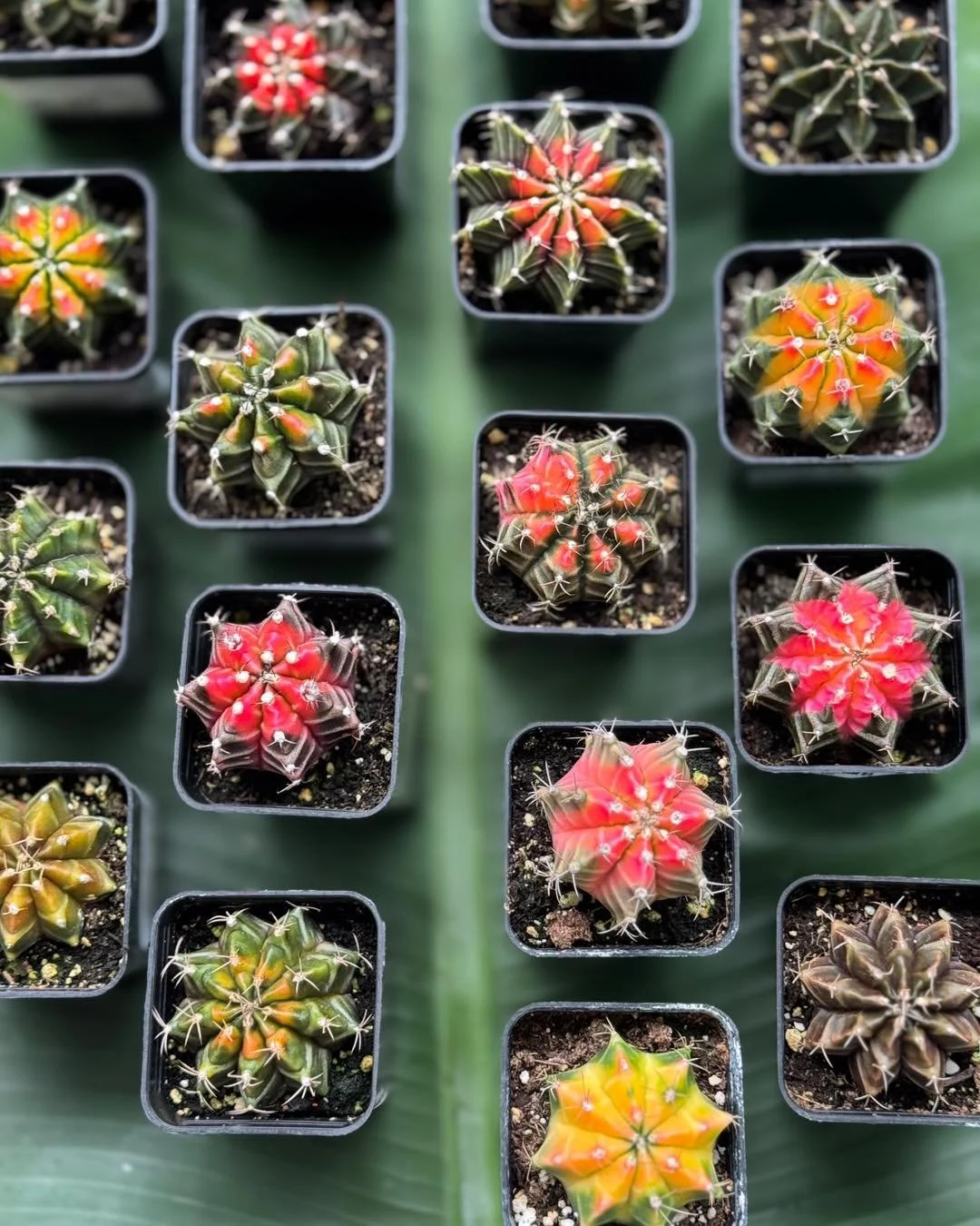 The little SEA URCHINS🧜‍♀️🐡🌊 are back. 
GLYMNOCALYCIUM 2.5”$14.99
#tropicalplants #plantsofinstagram #plants #plantsmakepeoplehappy #houseplants #urbanjungle #indoorplants #plantlover #tropical #houseplantclub #rareplants #plant #house