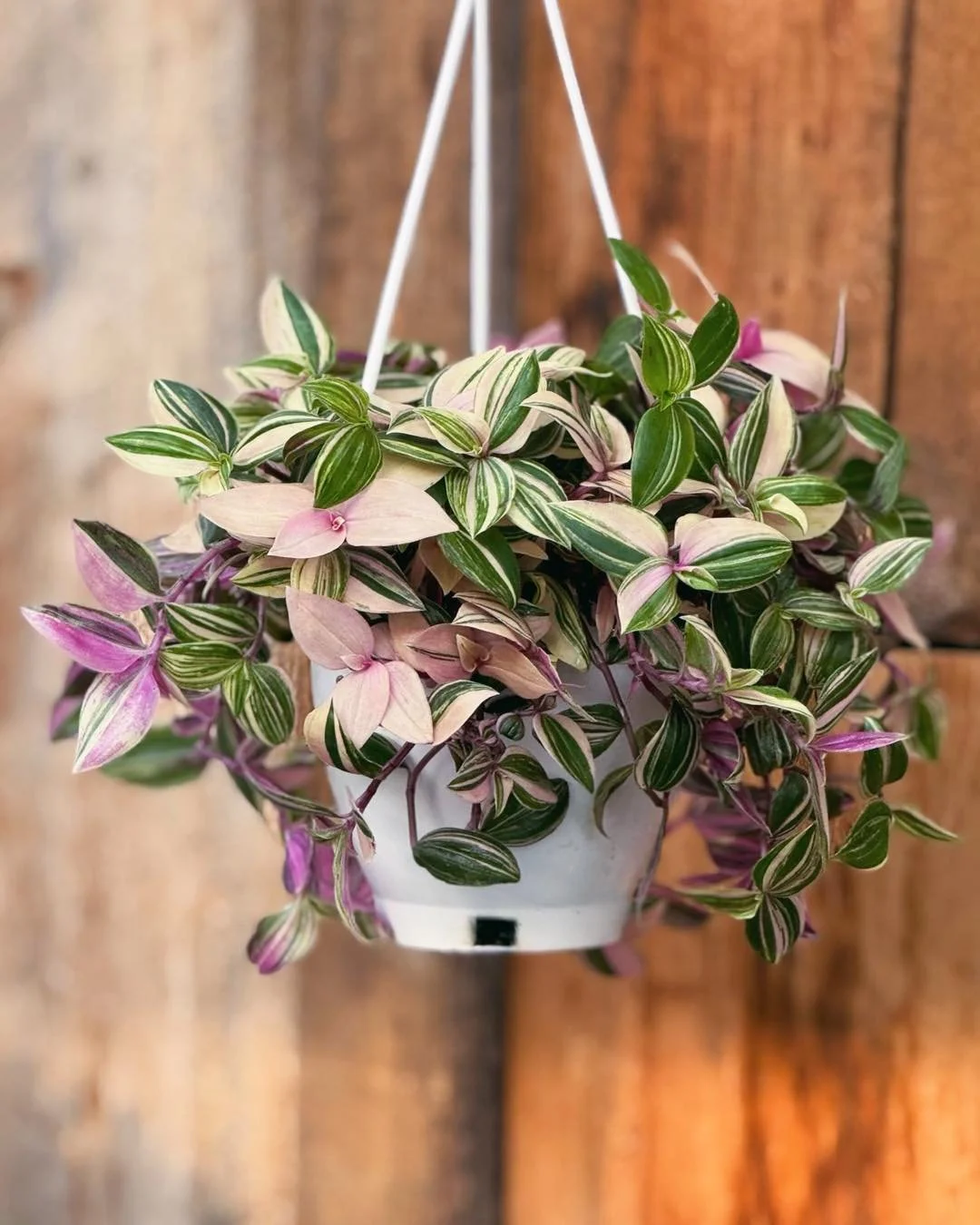 I couldn’t DECIDE 🤔what colour I wanted to be💁‍♀️, so I DECIDED to be all 3🩷💚💜
Tradescantia Quadricolour
4.5"HB$9.99
 #plantsofinstagram #plants #plantsmakepeoplehappy #houseplants #urbanjungle #indoorplants #plantlover #tropica