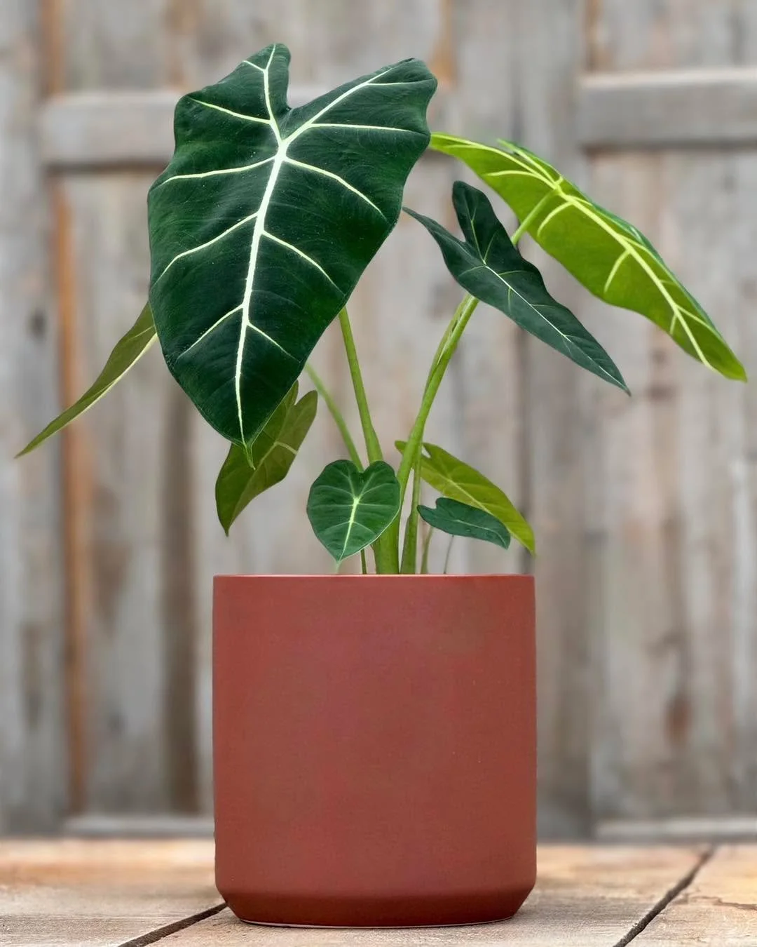 My VELOUR LIKE LEAVES 🪴inspired a whole GENERATION✌️ to WEAR JUICY COUTURE💁&zwj;♀️ track suits.
The 💚ALOCASIA FRYDEK💚 does best in bright indirect light. Your leaves will be even happier if they are in a humid environment and make sure to use a w