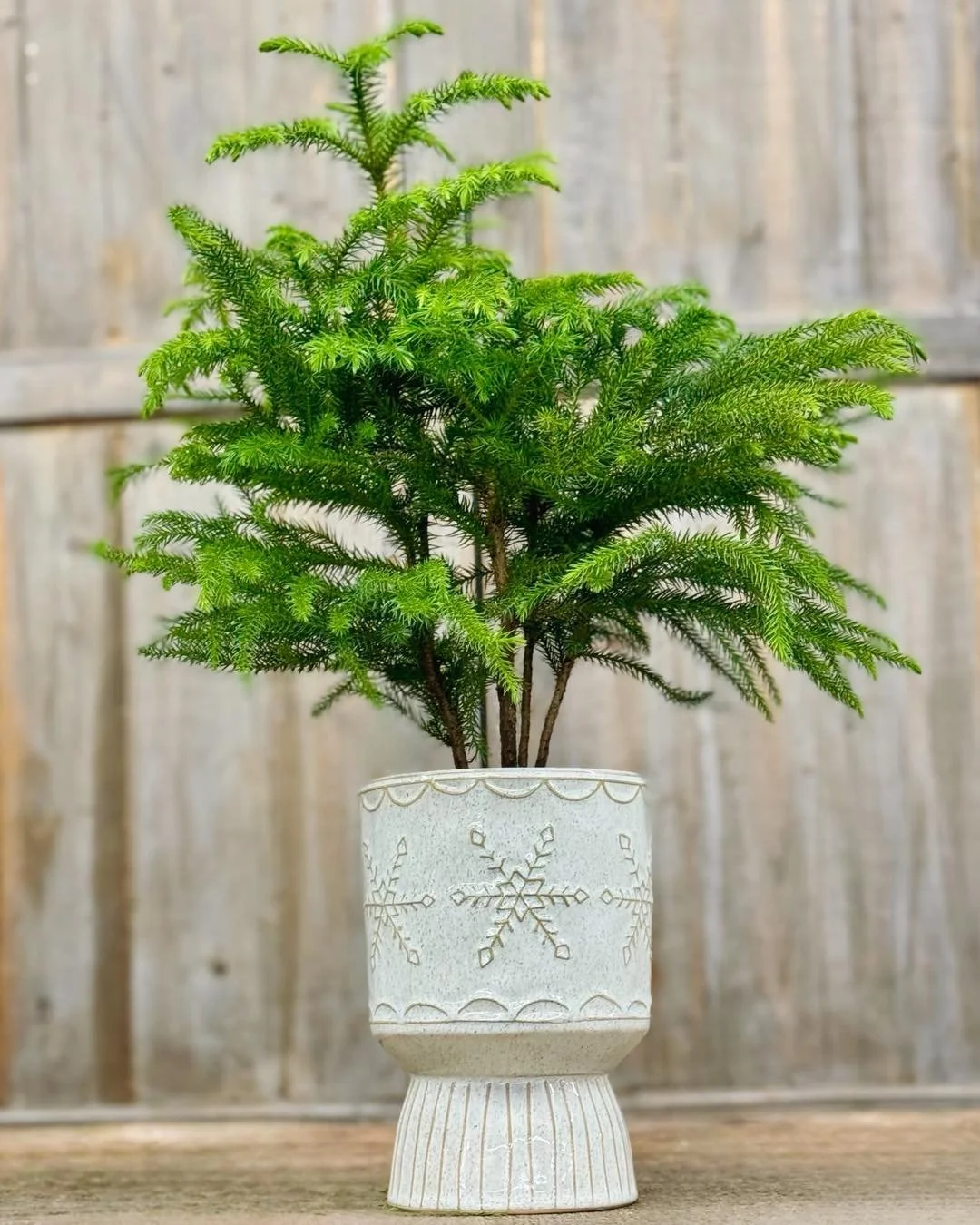 If you SEE ME🌲, that means there&rsquo;s a chance you&rsquo;re going to SEE ❄️SNOW❄️.
Norfolk Pines staring at $9.99

#tropicalplants #plantsofinstagram #plants #plantsmakepeoplehappy #houseplants #urbanjungle #indoorplants #plantlover #tropical #ho