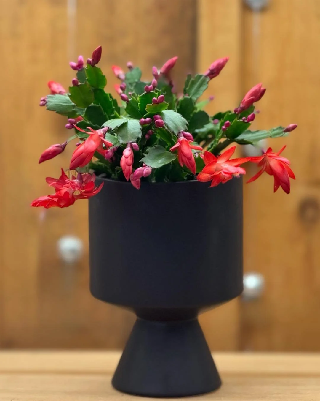 There's a 99% 🤓CHANCE your GRANDPARENTS🩷 had me as a HOUSE PLANT🪴. I am a CHRISTMAS CACTUS🌲. My FLOWERS SHINE at this time of year. It is important to keep this Cactus in bright to bright indirect light. Almost allow the soil to dry out in betwee