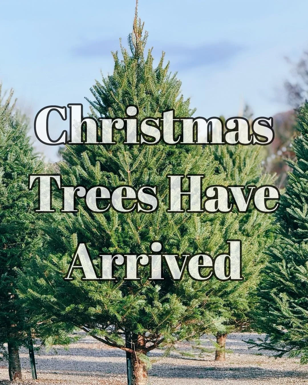 Our CANADIAN🇨🇦 grown 🌲CHRISTMAS🌲 TREES have ARRIVED💁&zwj;♀️🩷. 

#treespirit #treeoflife #treelife #treefacts #floweringtree #floweringtrees #gardening #treefacts #gardentherapy #landscapedesign #landscapedesigner #landscaping #homeimprovement #