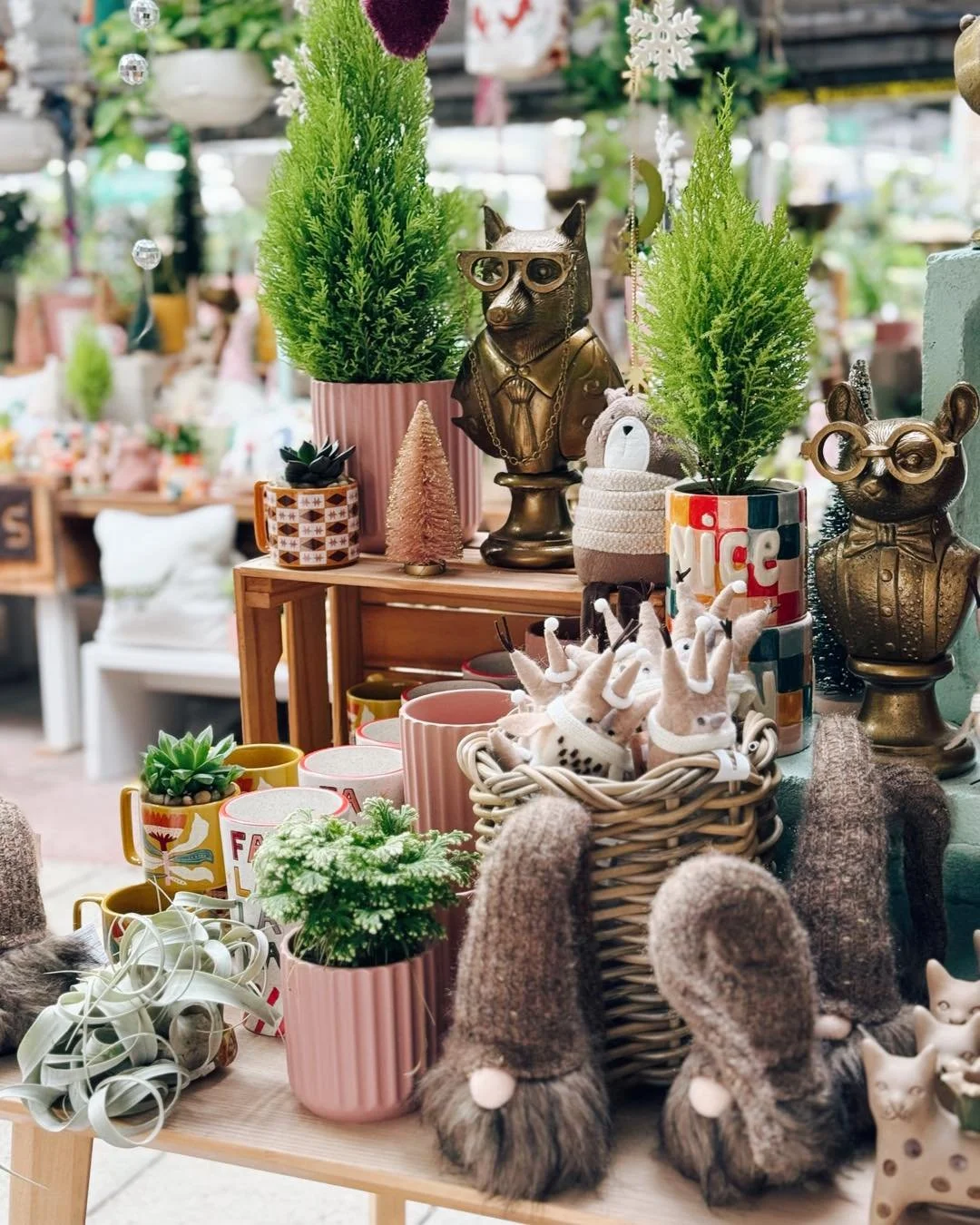 It&rsquo;s a GREAT day to ✨WANDER ON ✨at Harper&rsquo;s 🩷😊❄️

#tropicalplants #plantsofinstagram #plants #plantsmakepeoplehappy #houseplants #urbanjungle #indoorplants #plantlover #tropical #houseplantclub #rareplants #plant #houseplantsofinstagram