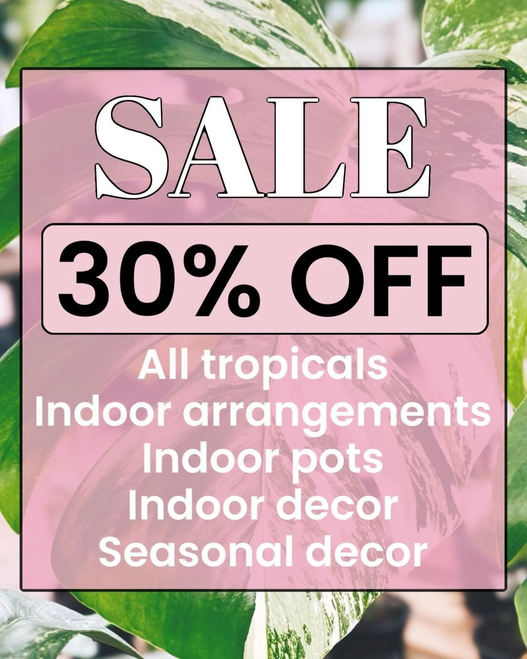 My favourite ✨SALE✨ is now on. 
This sale makes me HAPPY💁&zwj;♀️🩷🦖.
Valid Dec 4th - Dec 18th 

*applies to regular priced items 
*excluding poinsettias &amp; poinsettias arrangements.

#tropicalplants #plantsofinstagram #plants #plantsmakepeopleha
