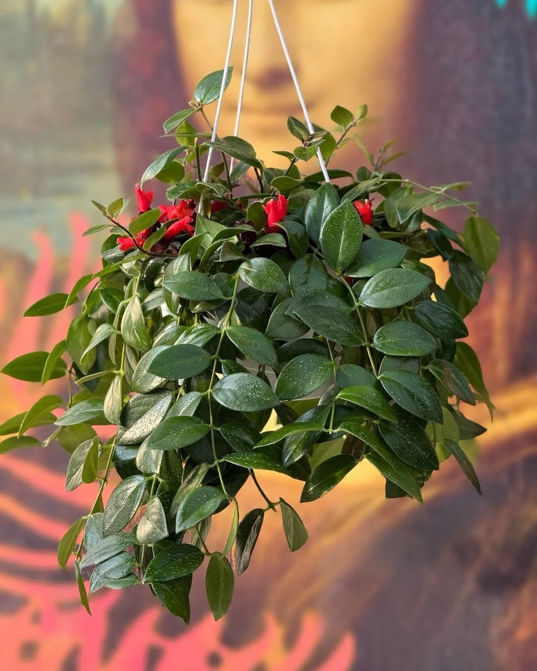 What&rsquo;s your FAVOURITE lipstick 💄shade? Mine is the LIPSTICK Mona Lisa.
Keep in bright to bright indirect light, allowing soil to almost dry between waterings. 

8&rdquo; Lipstick Mona Lisa $29.99

#tropicalplants #plantsofinstagram #plants #pl