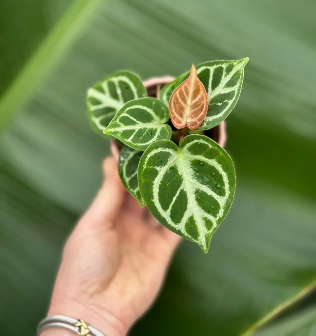 My friends call me DORA 😊but my real name is ✨DORAYAKI✨. I am an ANTHURIUM. DORA is known for her striking round leaves &amp; distinct silver veins. 
It is important to keep dora in a humid environment, with bright indirect light and make sure to us