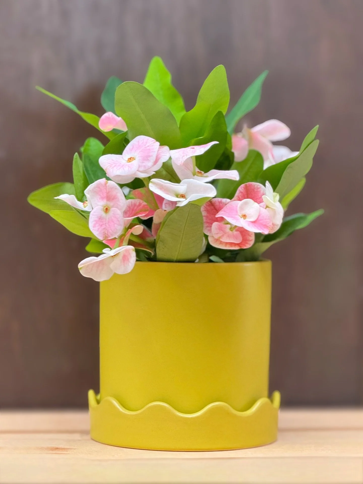 I feel PRETTY 🩷🌸. I always accessorize with a a crown 👑. The crown of thorns&hellip; also known as the euphorbia Mili is back in stock.

Crown of Thorns 4&rdquo;$12.99

#tropicalplants #plantsofinstagram #plants #plantsmakepeoplehappy