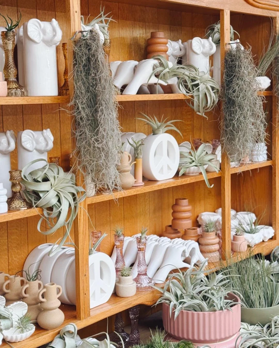 I always say, &ldquo;When in DOUBT , put an AIR PLANT in it&rdquo; 💁&zwj;♀️🩷🤸

#tropicalplants 
#plantsofinstagram #plants #plantsmakepeoplehappy