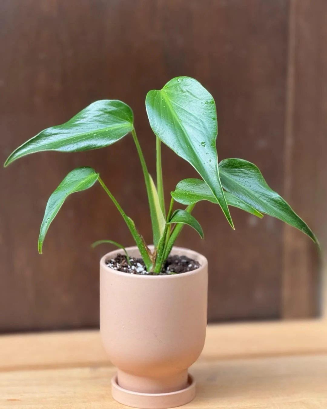 I'm a total ✨BABE✨. I LIGHT☀️ up any room I walk into. I&rsquo;m a MONSTERA BURLE MARX FLAME 🔥 . I am known for my elongated leaves, I develop FLAMES AKA FENESTRATIONS when I mature. Bright indirect light is ideal, using a well draining aroid mix, a