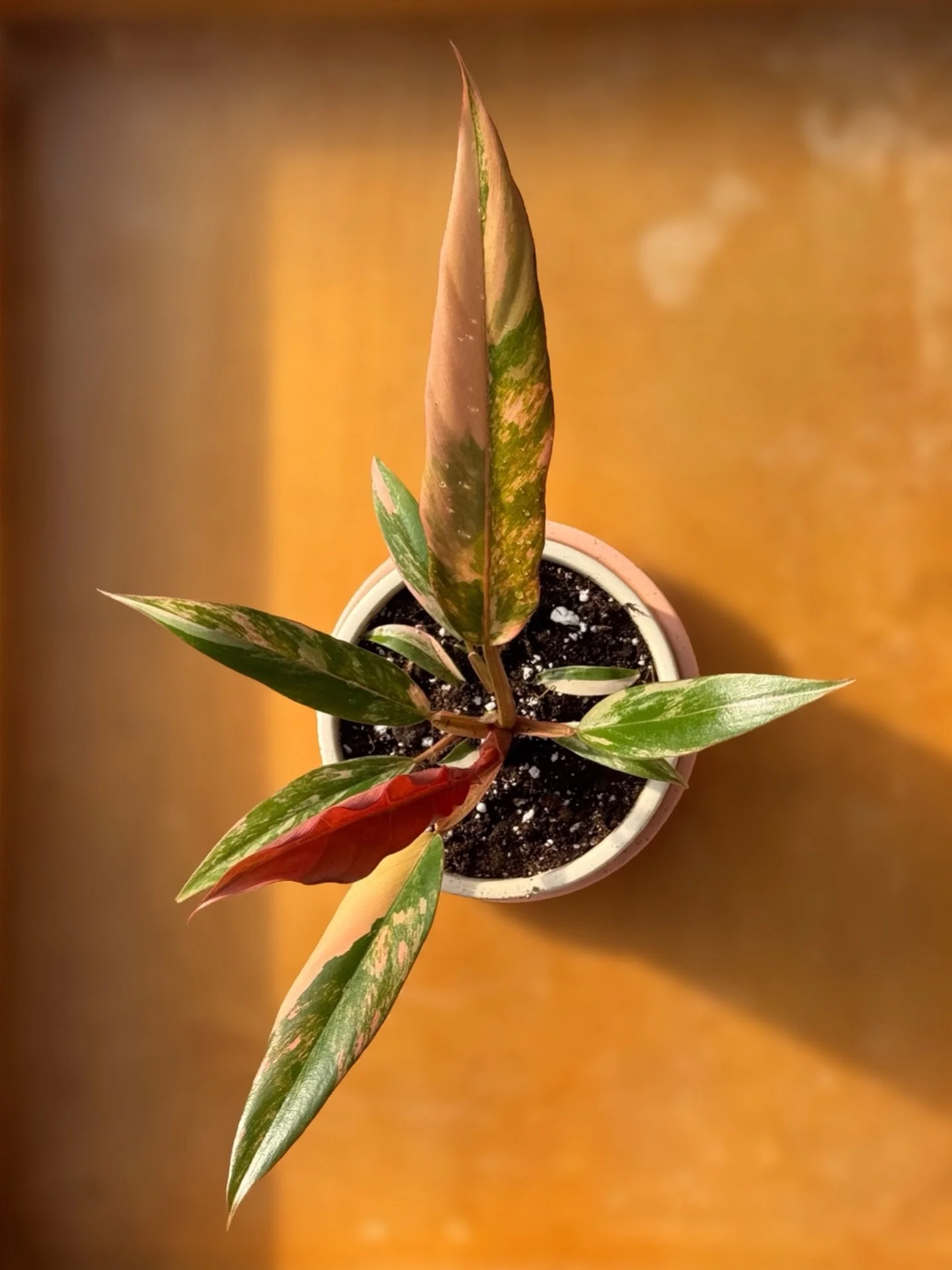 PICK ME💁&zwj;♀️, CHOOSE ME😊, LOVE ME🩷. I am a PHILODENDRON CARAMEL MARBLE. To keep me happy I need to be in bright indirect light to keep my colour. Also, please almost let my soil dry out between waterings.

Philodendron Caramel Marble
3.5&rdquo;