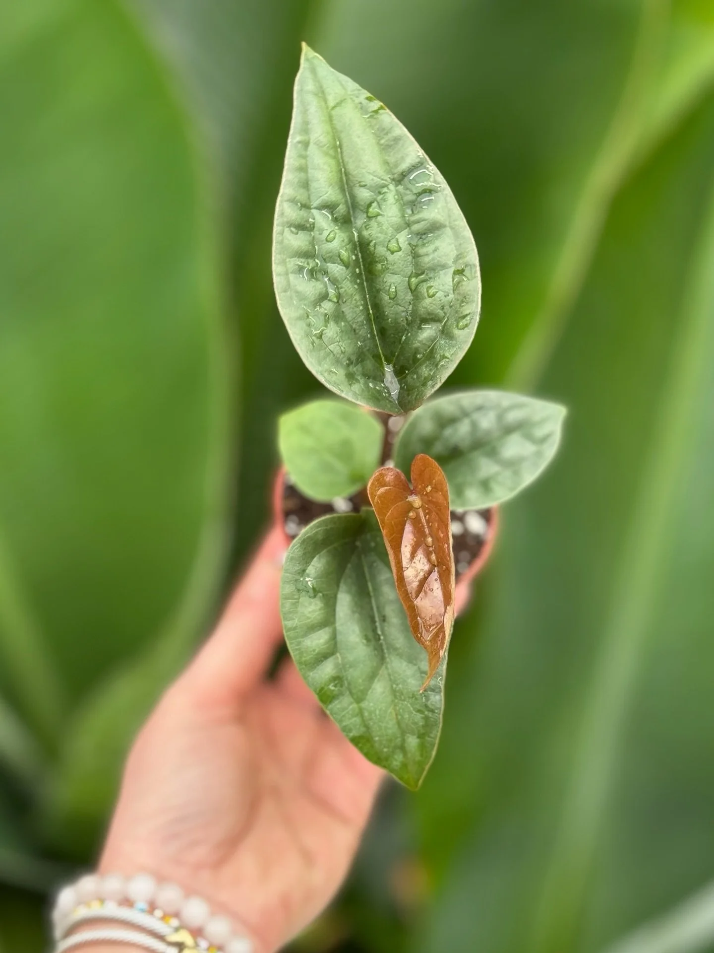 I&rsquo;m a beautiful MUTATION🥰&hellip; I am ANTHURIUM &lsquo;RADICANS X LUXURIANS💚🩷❤️. I have textured heart shaped leaves and my new growth showcases pink and red tones.

Anthurium &lsquo;Radicans X Luxurians 3&rdquo; $19.99

#tropicalplants 
#p