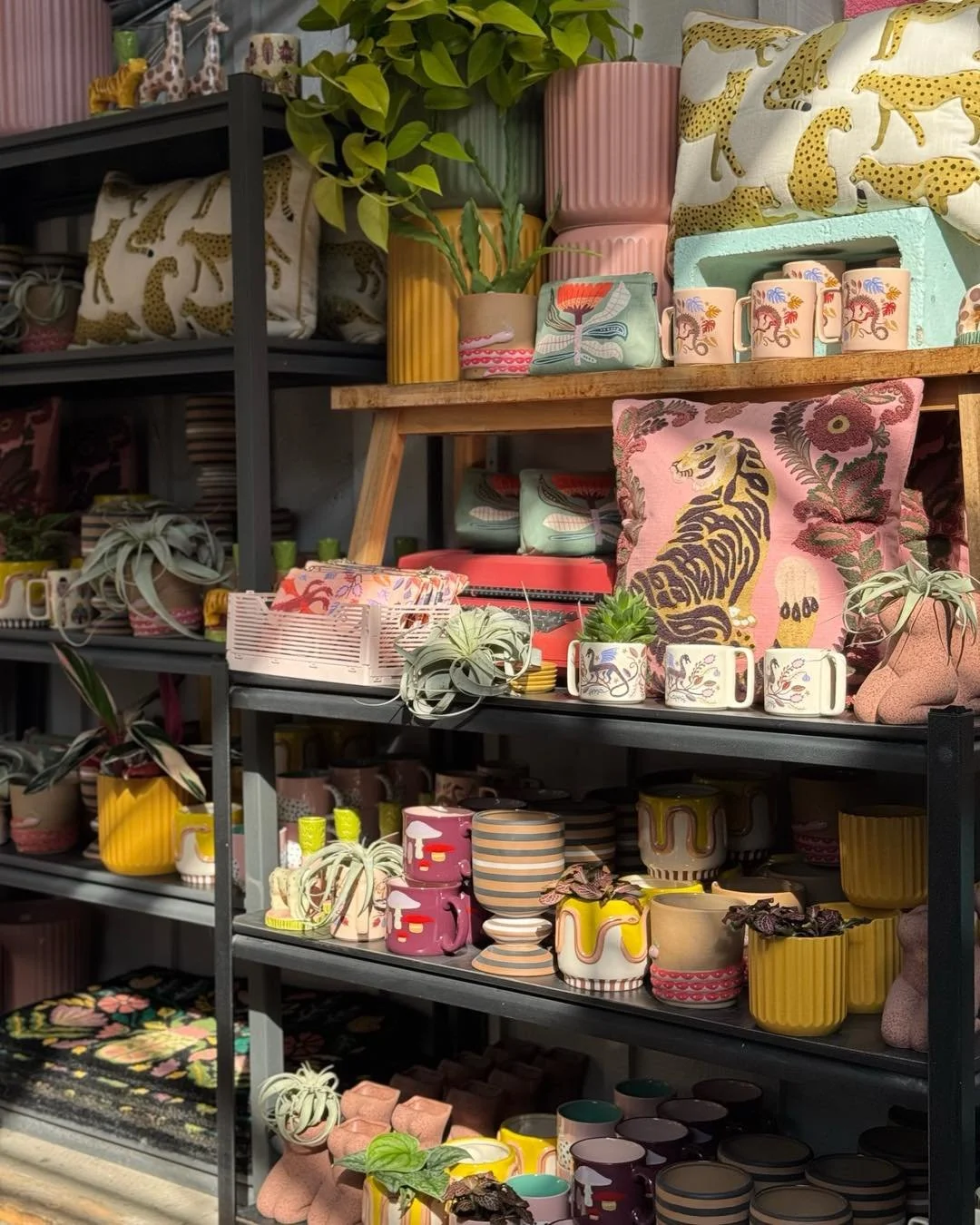 It&rsquo;s a SUNSHINE 🌞 light rays kind of day🩷🐅

#tropicalplants 
#plantsofinstagram #plants #plantsmakepeoplehappy