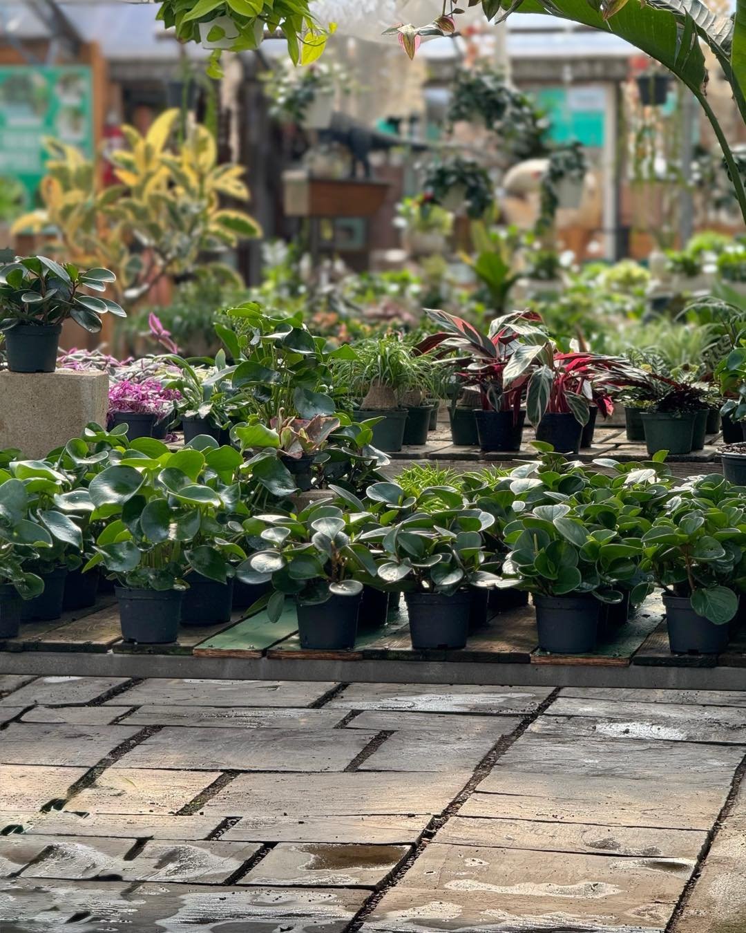 The BEST morning VIEW.🙌🪴🌞🩷🦖

#tropicalplants 
#plantsofinstagram #plants