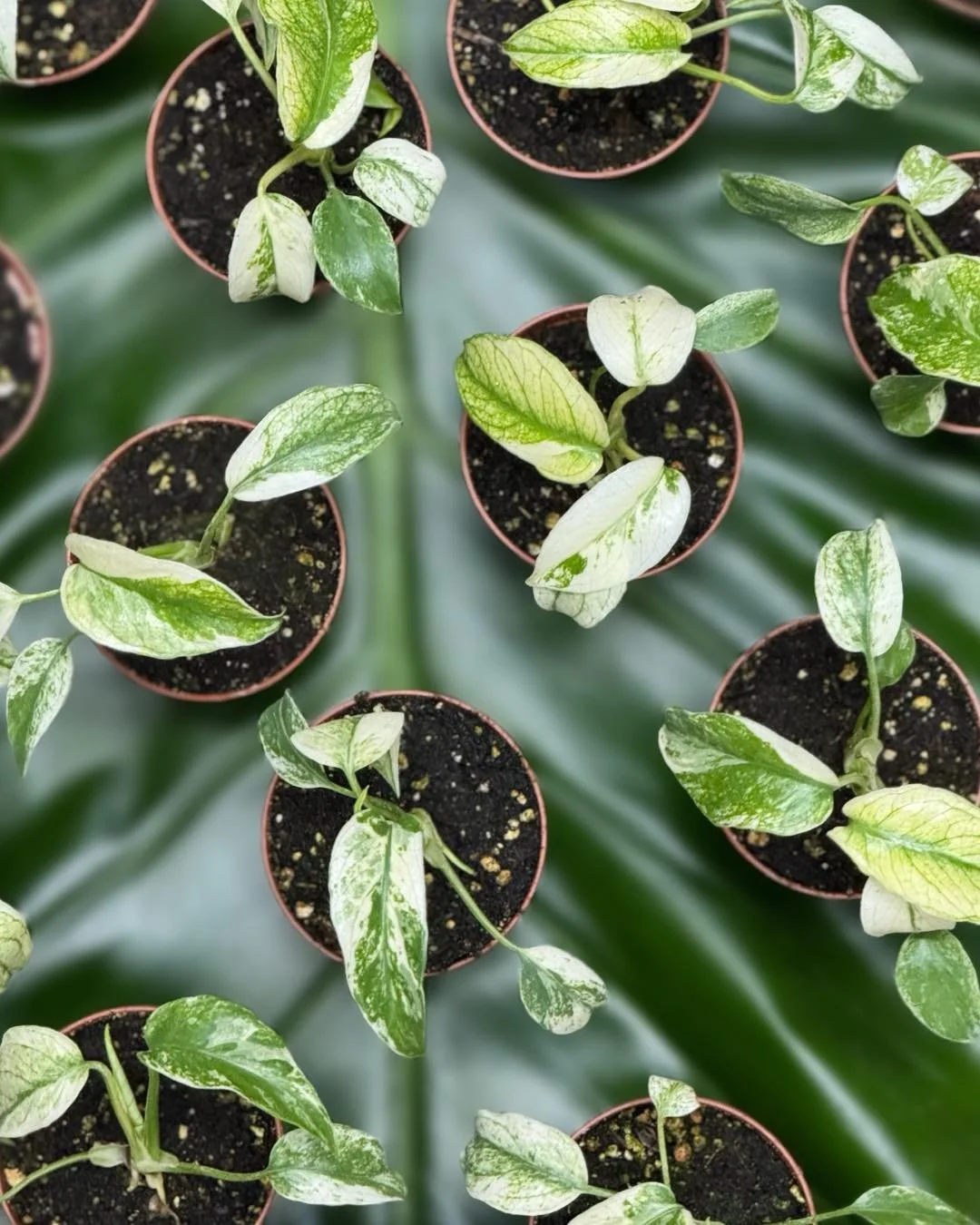 I&rsquo;m a breath of ✨FRESH AIR✨. I am a MONSTERA  MINT 💚&amp; I am back IN STOCK.
Be sure to keep me in bright indirect light. Use a well draining soil, allowing for my soil to almost dry out between waterings.

MONSTERA MINT 3&rdquo;$39.99

#trop