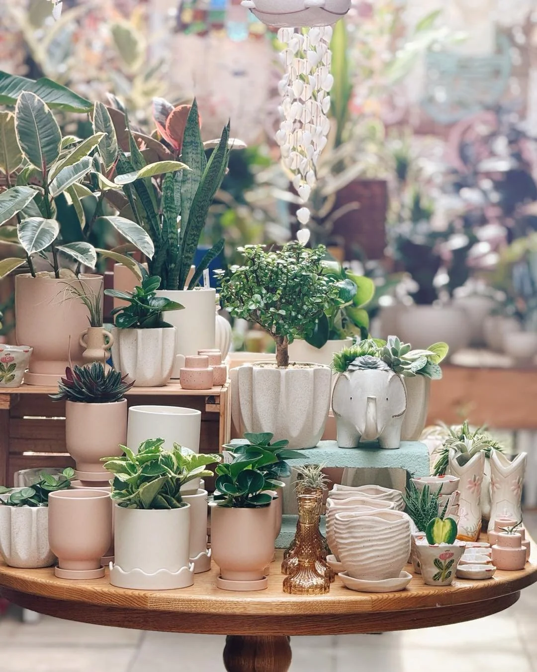 This is my version on a neutral pallet💁&zwj;♀️ 

#tropicalplants 
#plantsofinstagram #plants