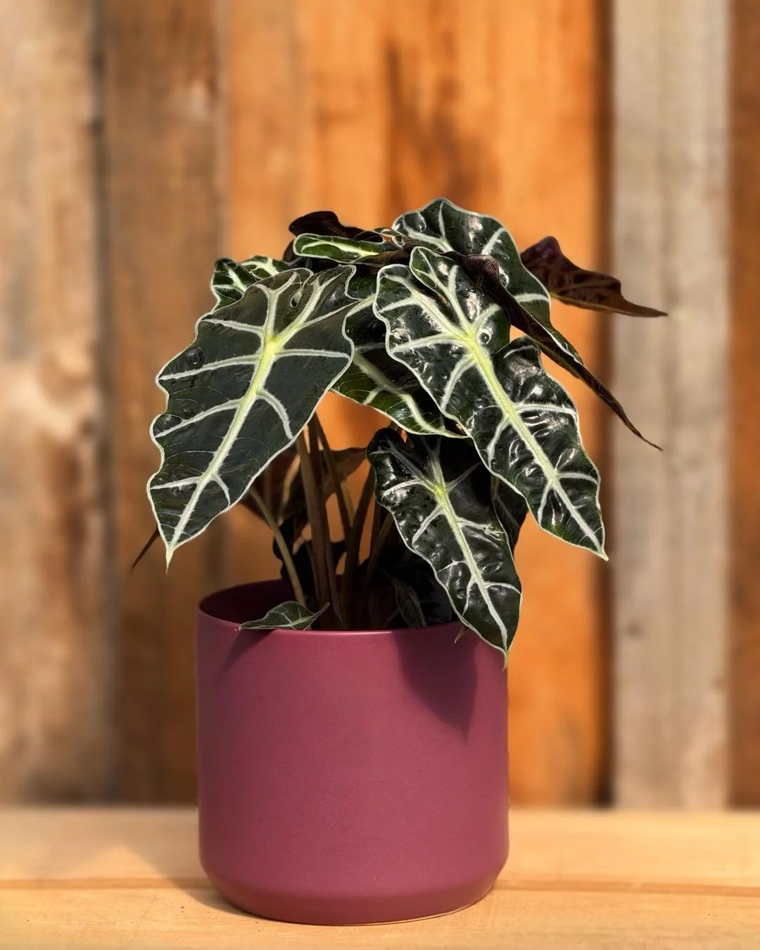 POWER couple alert💜🪴&hellip;these two were MADE for each other. They are the PERFECT pair.

Very berry pot 6.5&rdquo;$24.99
Alocasia Polly 6&rdquo;$19.99

#tropicalplants 
#plantsofinstagram #plants