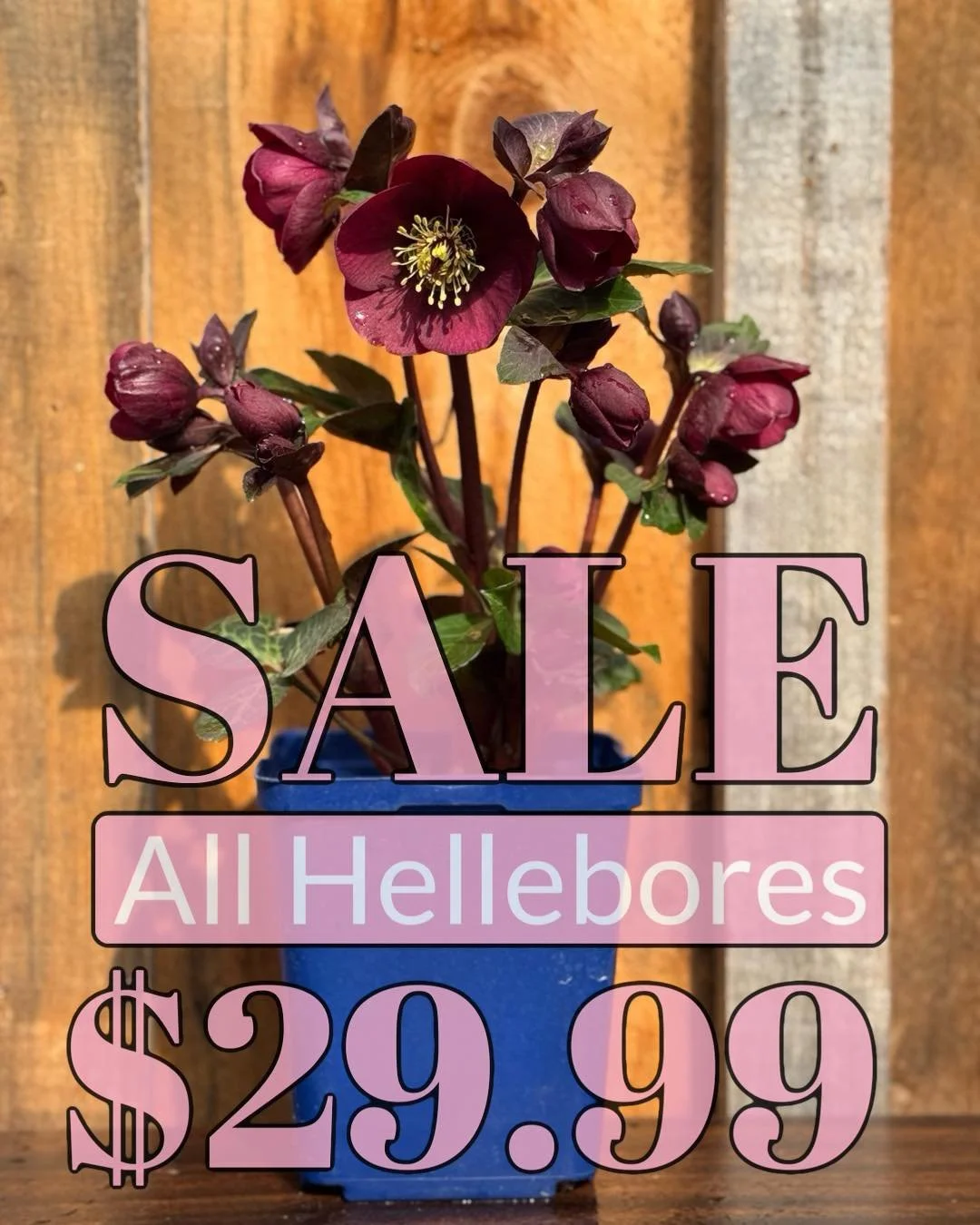 Honk for 🩷HELLEBORES🩷. I love these little GARDEN ICONS. That&rsquo;s why they are on SALE.
✨All Hellebores $29.99✨

#plants #gardening #helleborus