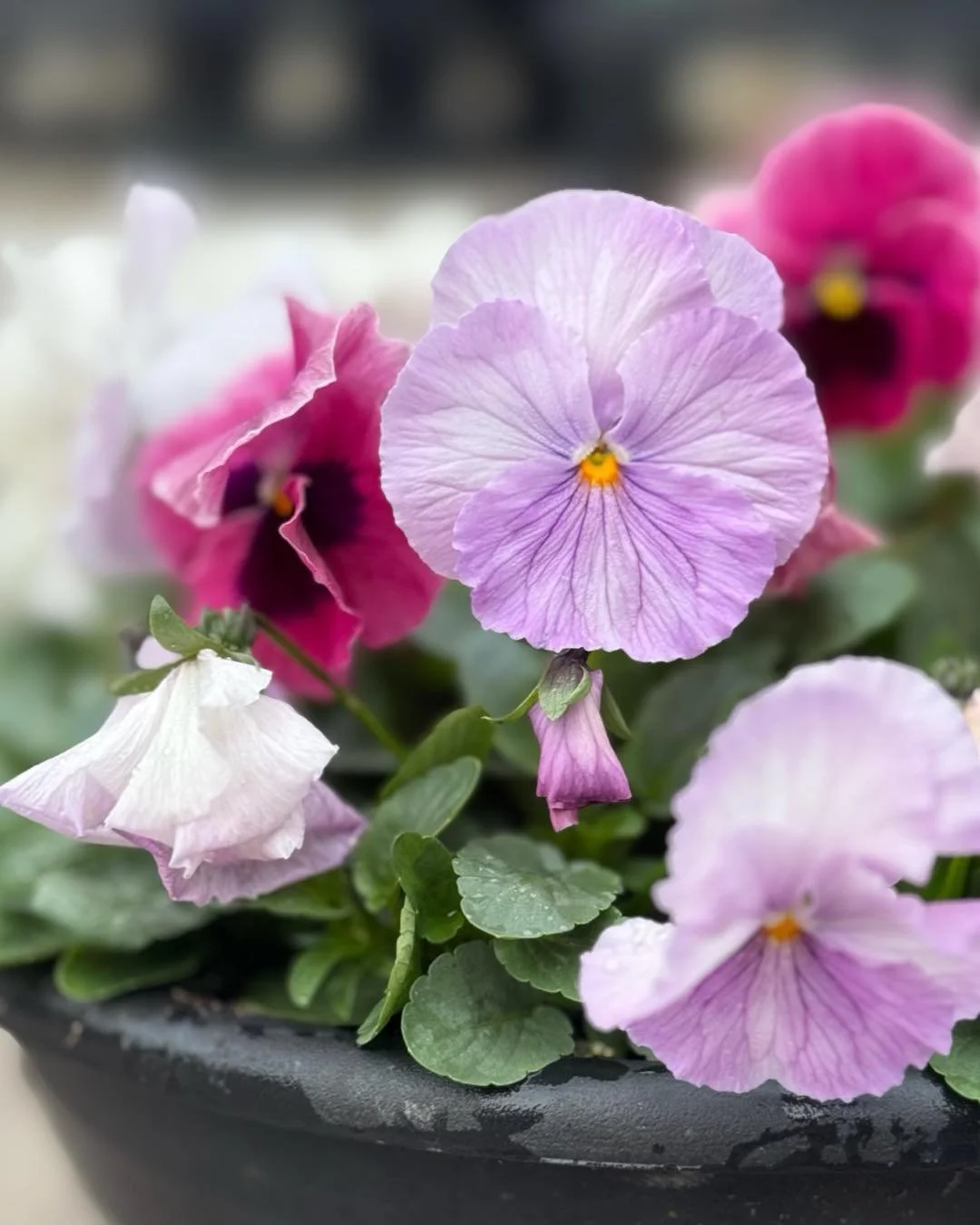 PANSIES💜🩷💚💛 are the toughest ✨BABES ✨out there. They also take the best selfies💁&zwj;♀️.
Pansy bowls starting at $19.99

#gardening #plants