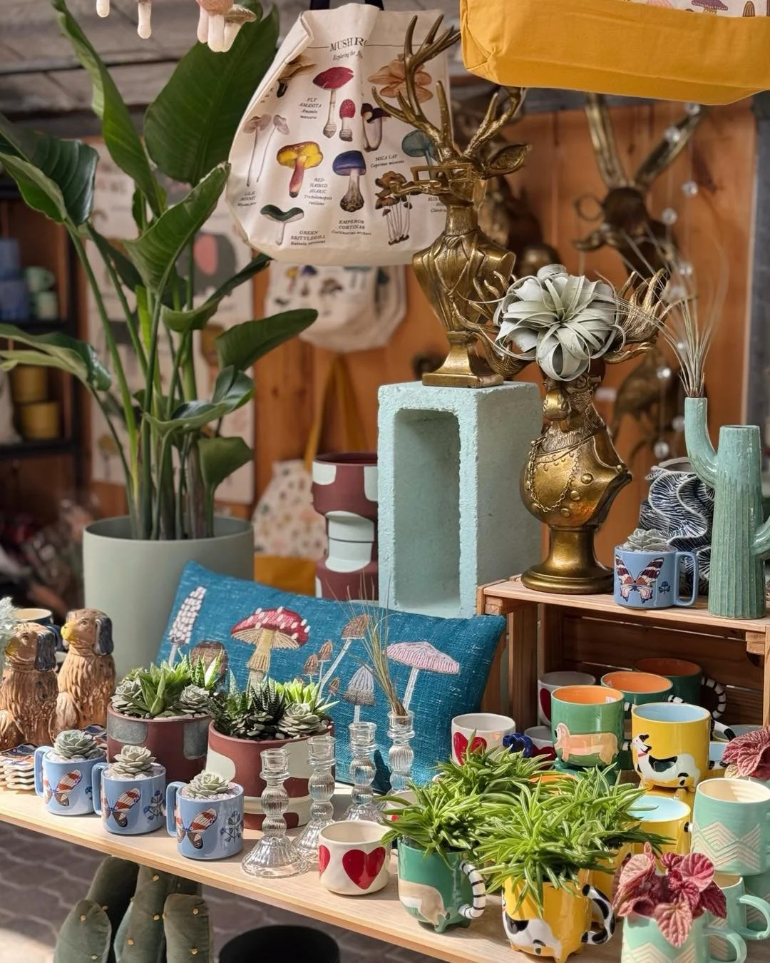 When the 🌞LIGHTING🌞is just ICONIC. Good lighting stops me in my tracks💁&zwj;♀️📸. 
It&rsquo;s a good day to wander on at HARPER&rsquo;S🩷

#tropicalplants 
#plantsofinstagram #plants