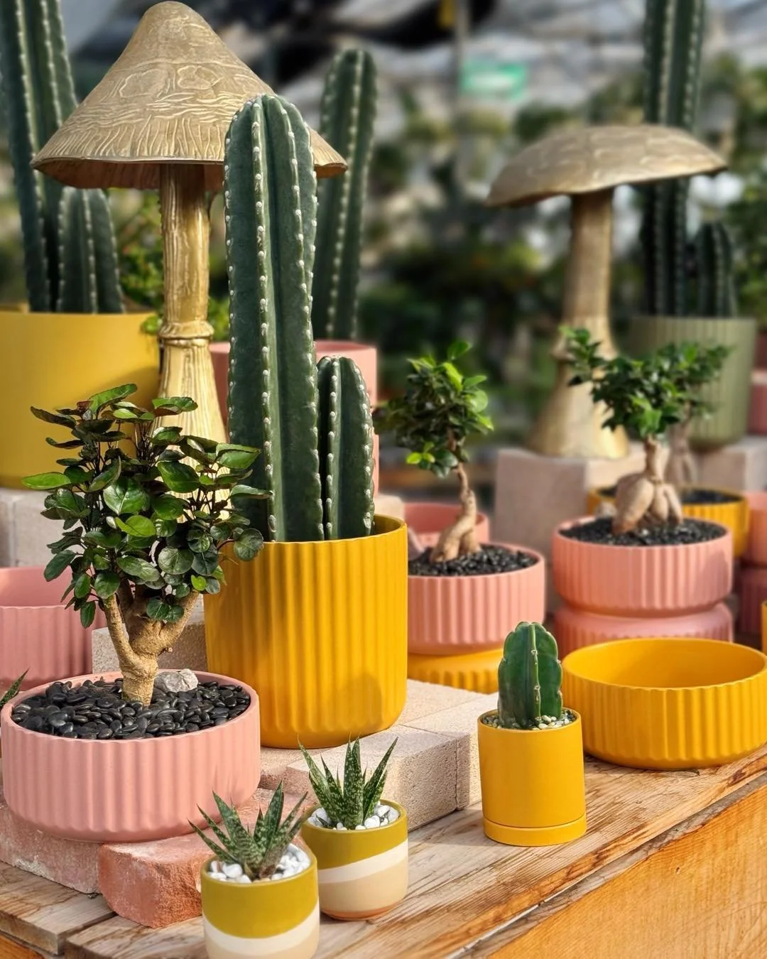 Cactus 🌵+ yellow 💛+ pink 🩷= HARPER&rsquo;S

#plantsmakepeoplehappy #houseplants #urbanjungle